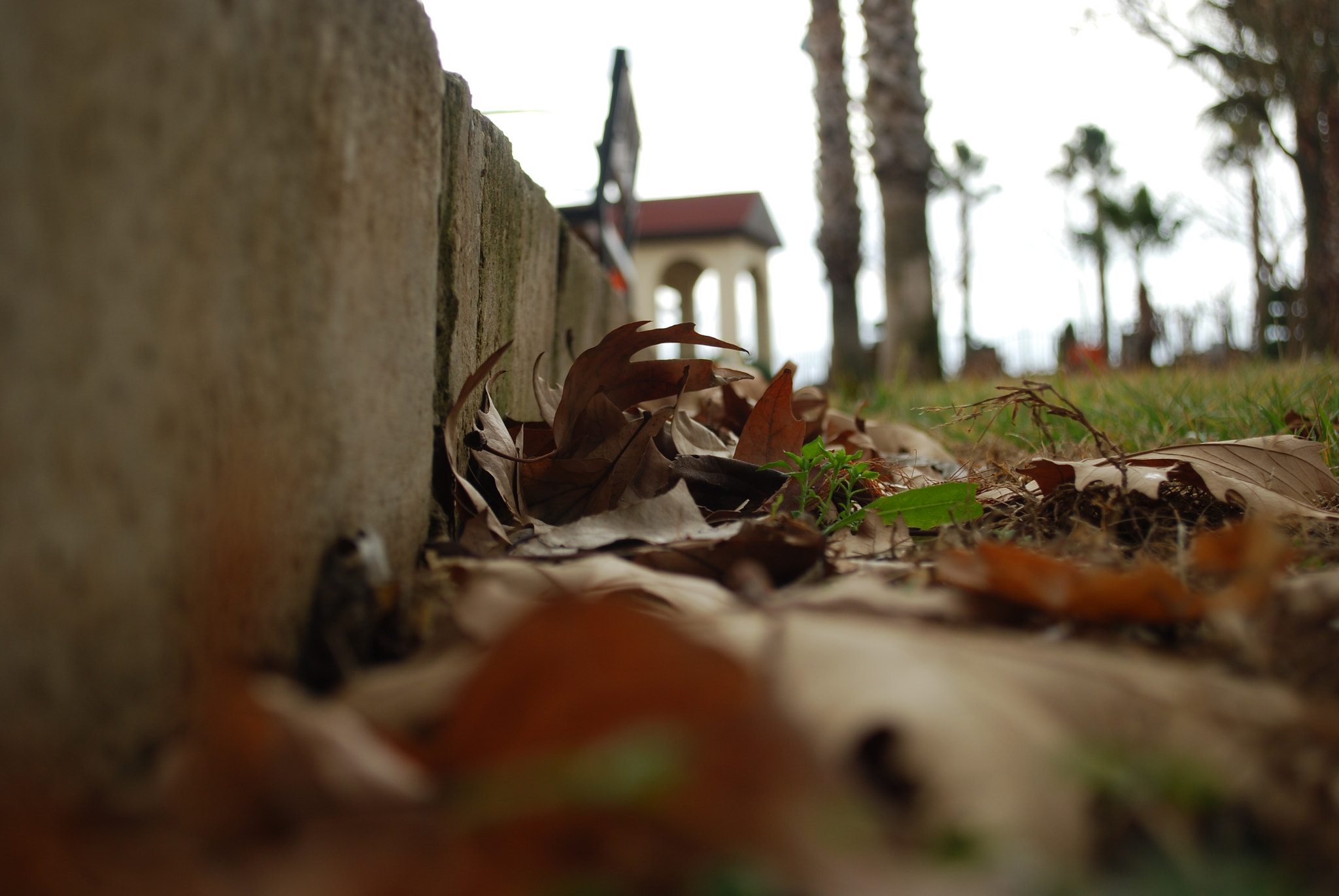 Nikon D40X sample photo