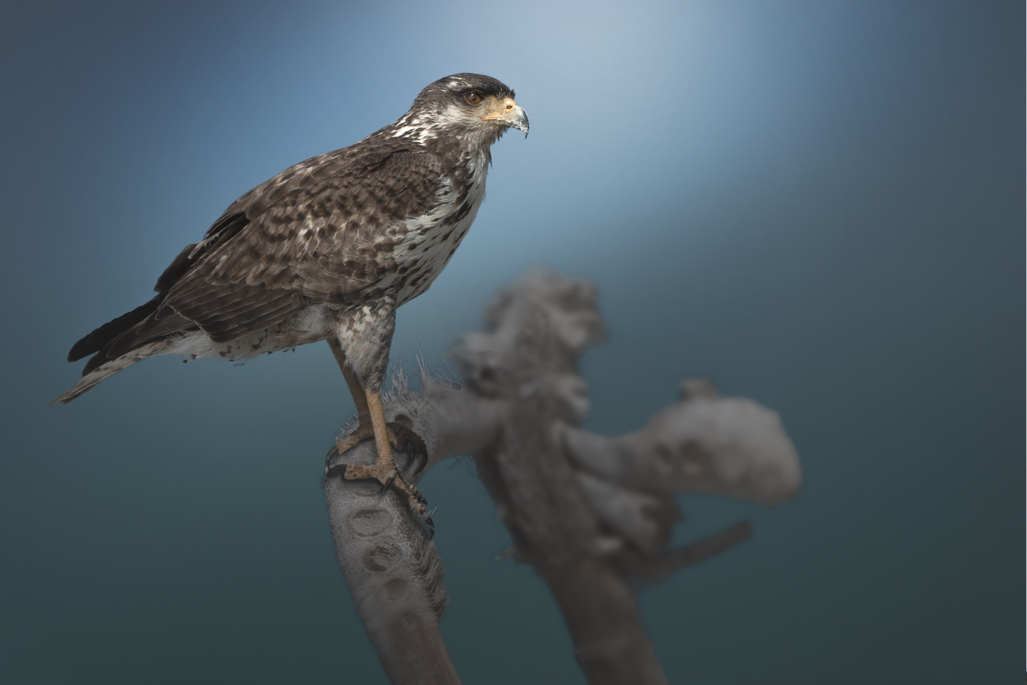 Sony a7R sample photo. Broad-winged hawk on tree #1 | cuba photography