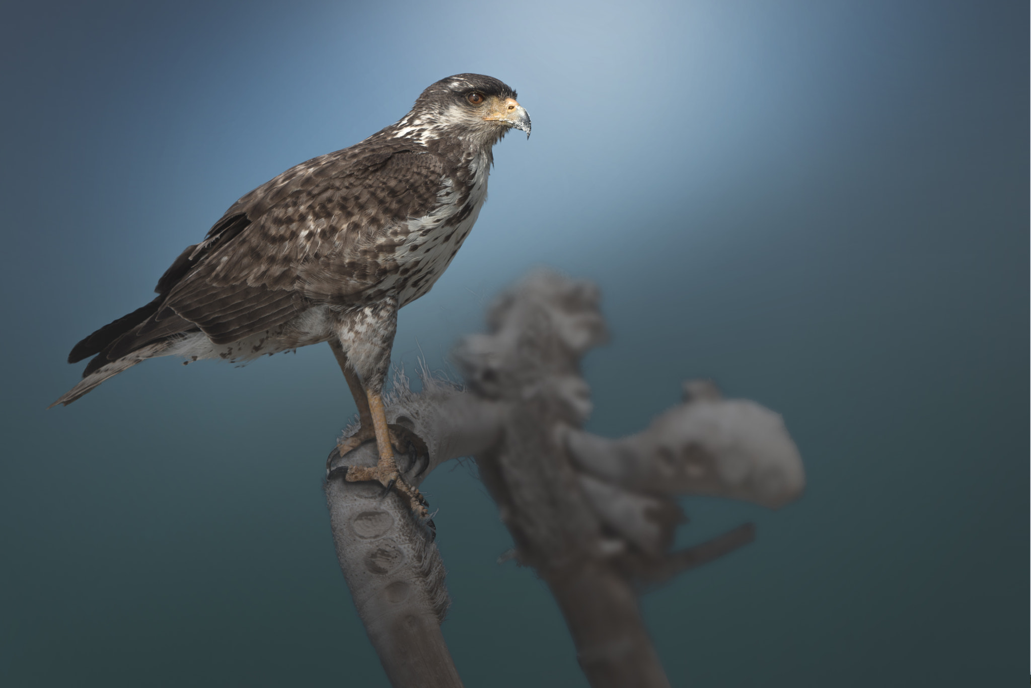 Sony FE 70-300mm F4.5-5.6 G OSS sample photo. Broad-winged hawk on tree #1 | cuba photography