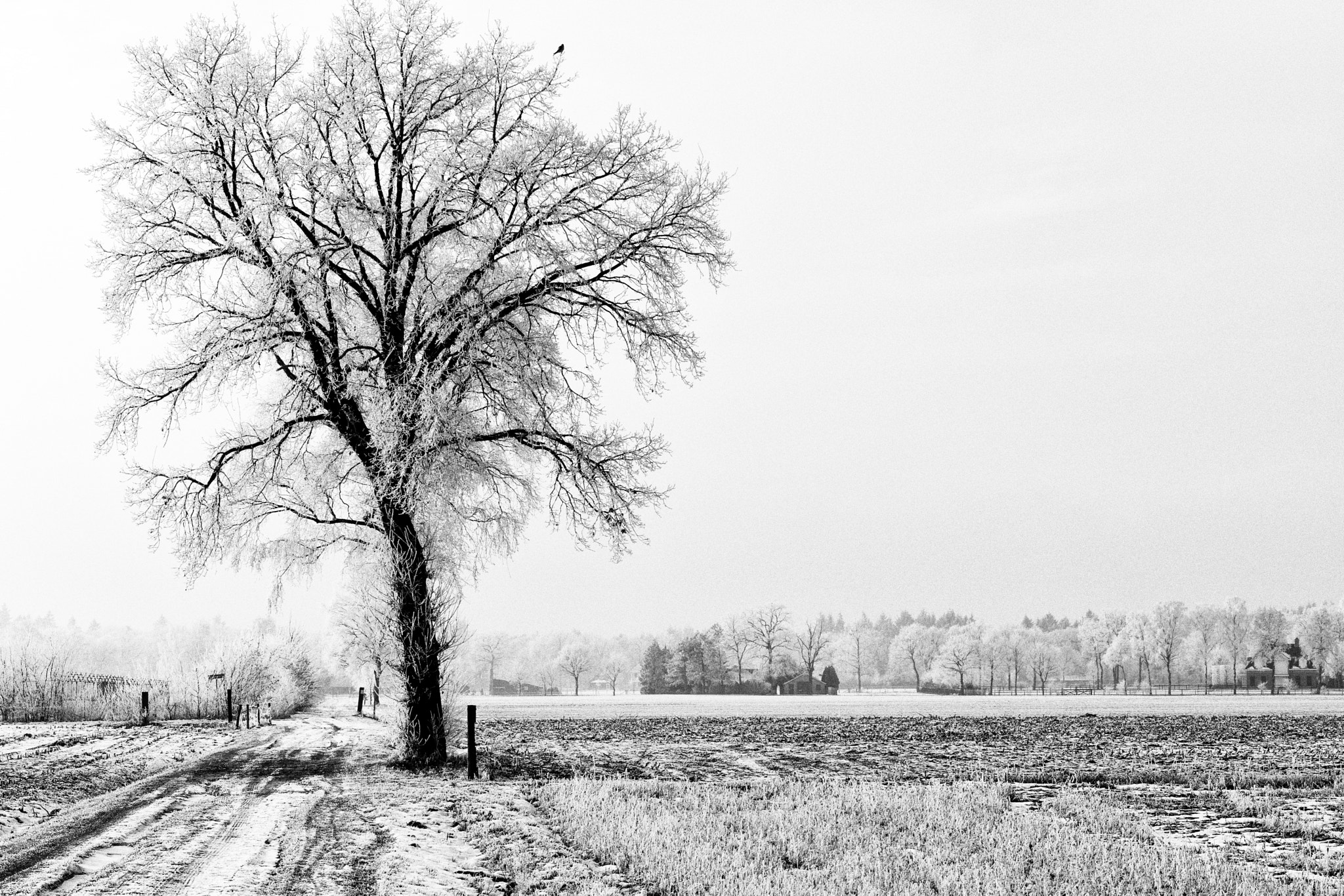 Sony a6300 + Sony Sonnar T* FE 55mm F1.8 ZA sample photo. Tree, voltweg, rijssen, the netherlands photography