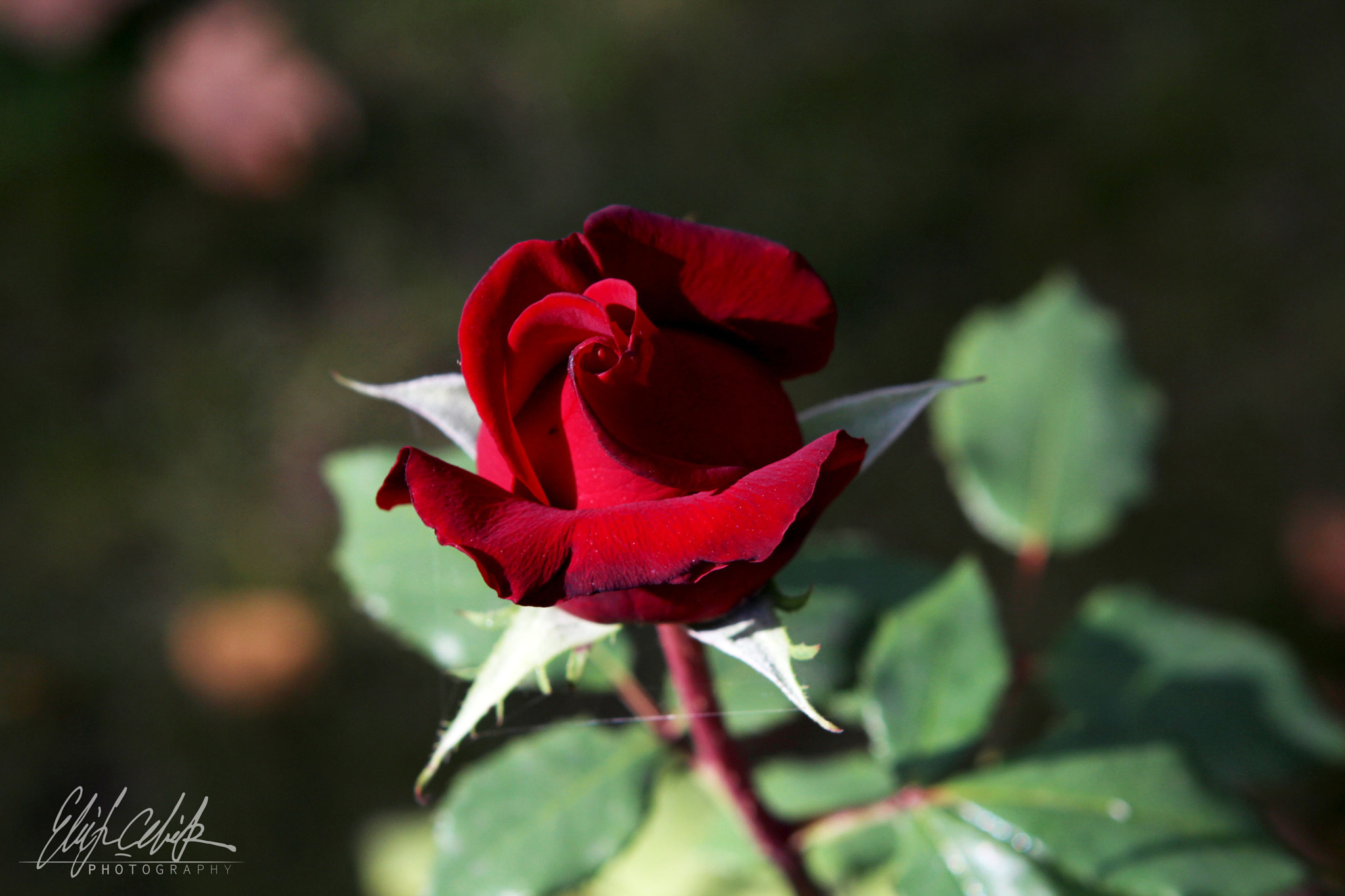 Canon EOS 600D (Rebel EOS T3i / EOS Kiss X5) sample photo. Rose... photography