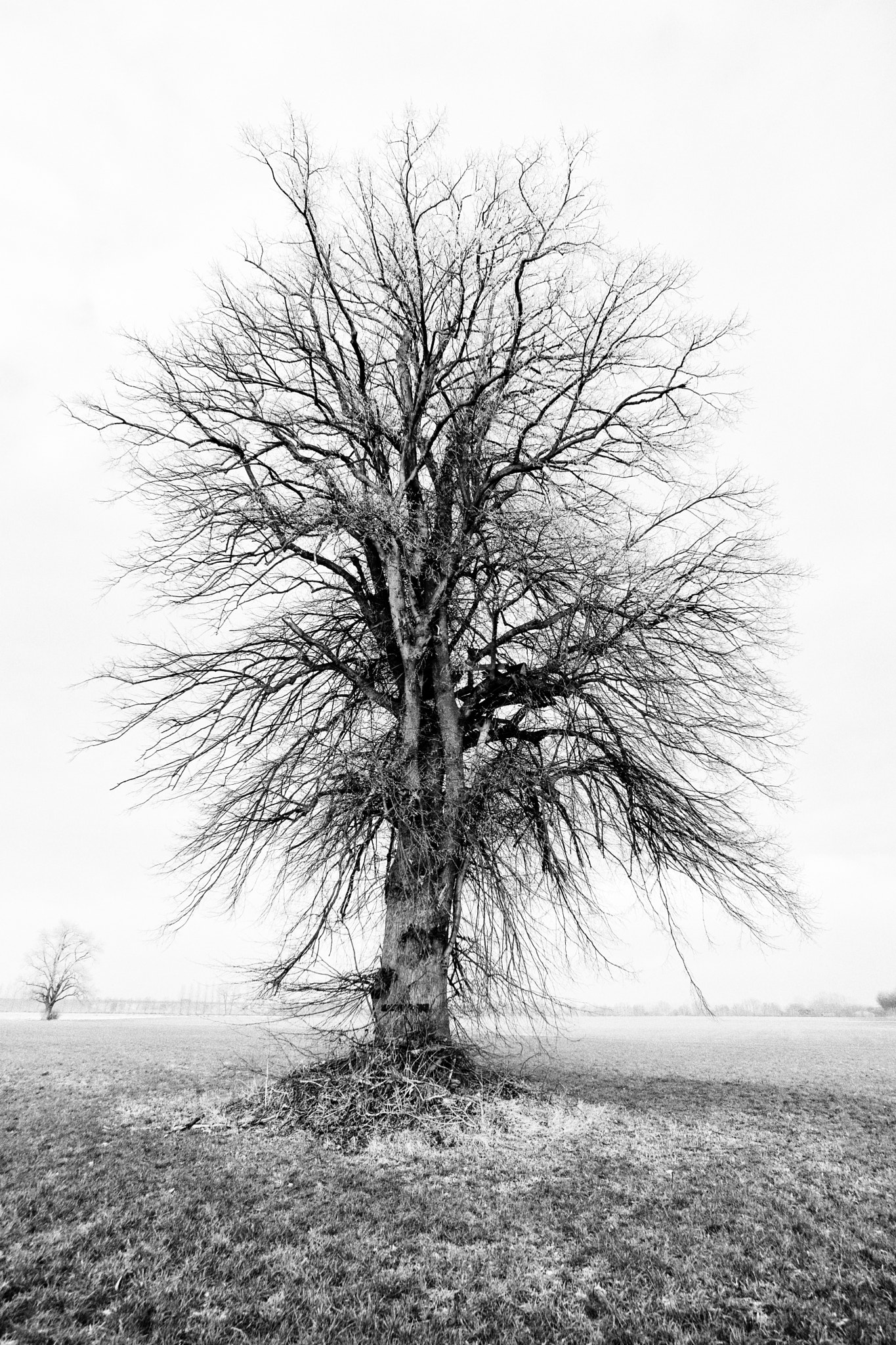 ZEISS Touit 12mm F2.8 sample photo. Tree, weerdseweg, wilp, the netherlands photography