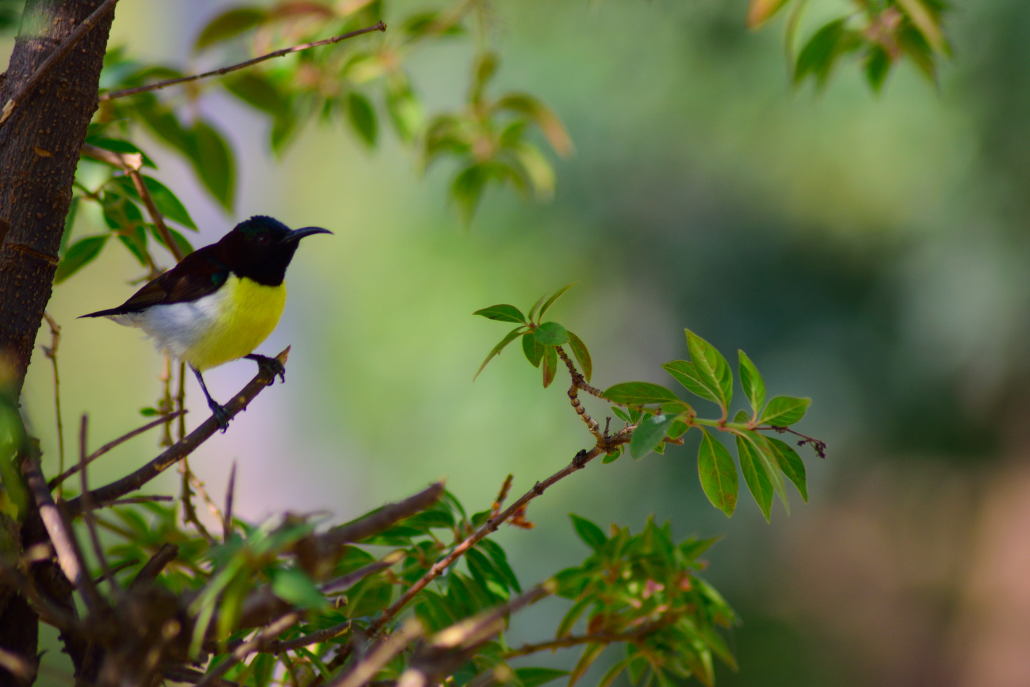 Nikon AF Nikkor 70-300mm F4-5.6G sample photo. Small bird photography