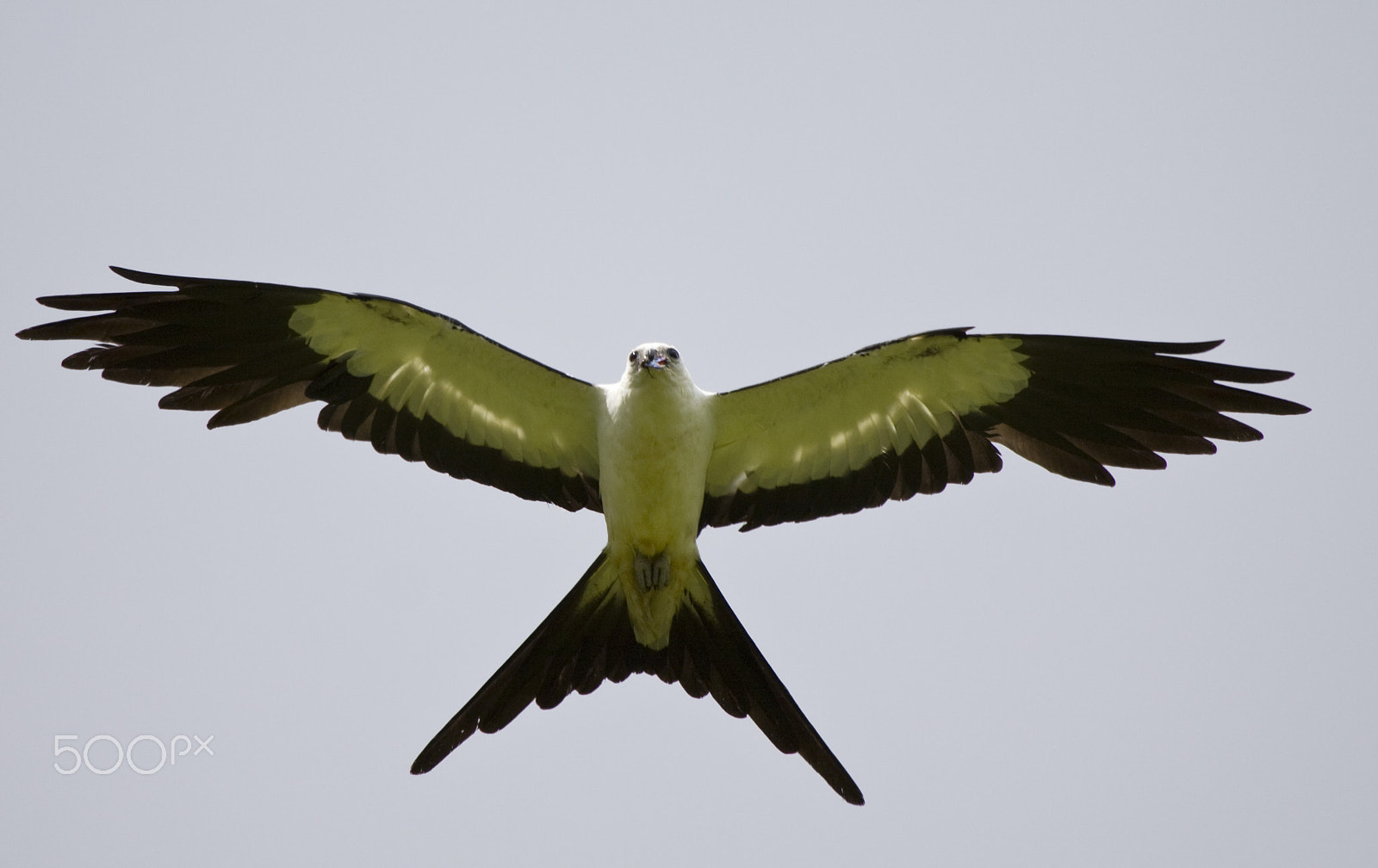 Canon EF 100-400mm F4.5-5.6L IS USM sample photo. Gliding photography