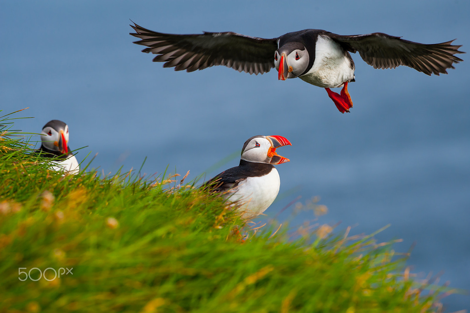 Nikon AF-S Nikkor 200-500mm F5.6E ED VR sample photo. Inbound @ látrabjarg photography
