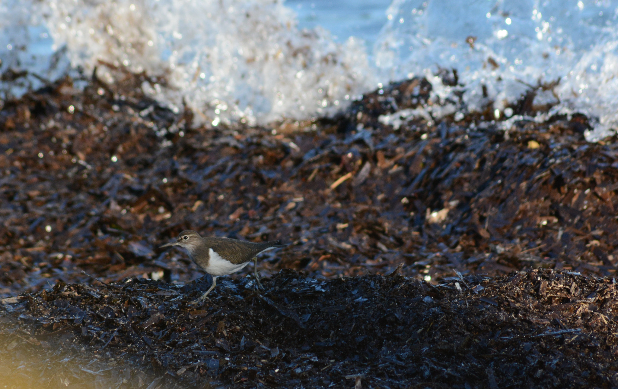 Nikon D7100 sample photo. Common sandpiper : "run for your lives !" photography