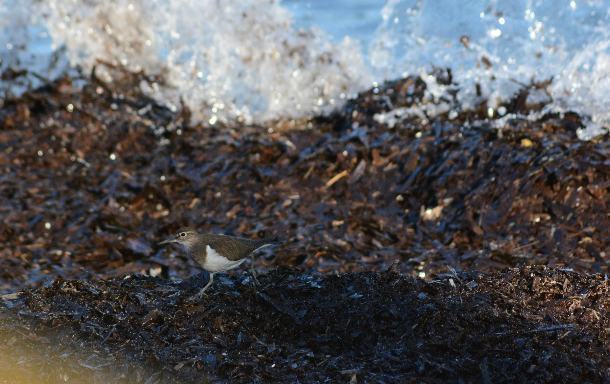 Sigma 70-300mm F4-5.6 APO DG Macro sample photo. Common sandpiper : "run for your lives !" photography