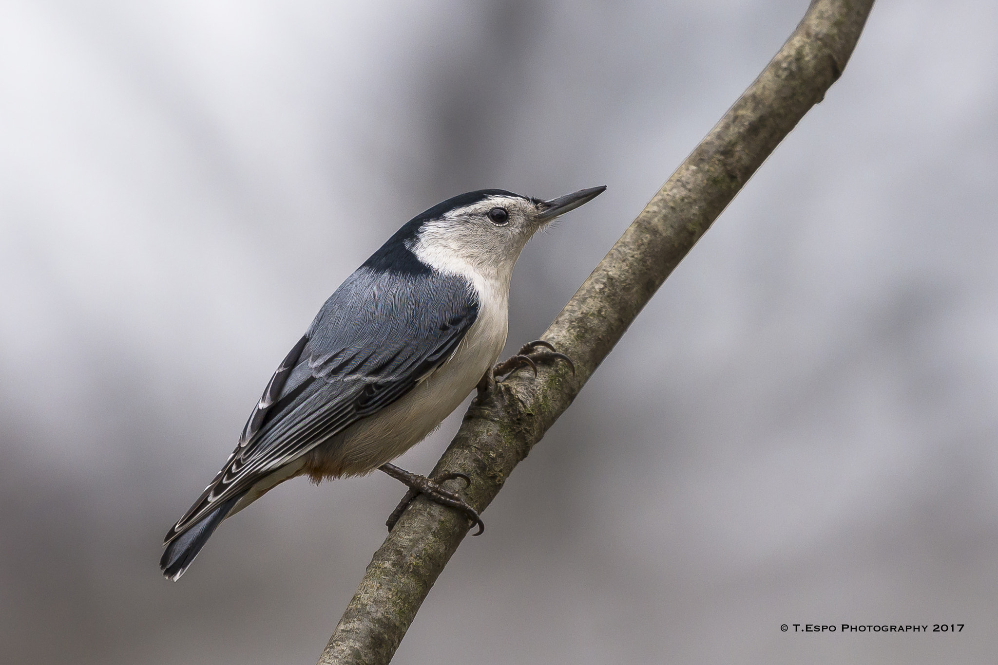 Nikon AF-S Nikkor 200-500mm F5.6E ED VR sample photo. Winter nuthatch photography