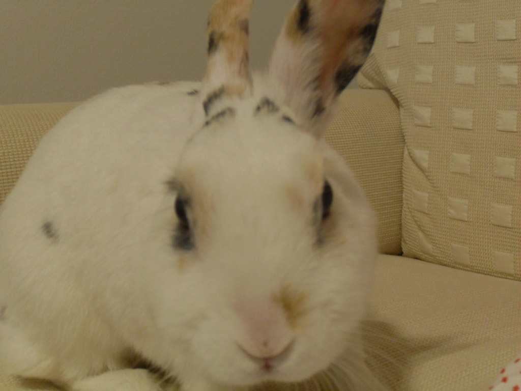 Samsung VLUU L100, M100  / Samsung L100, M100 sample photo. Hase photography