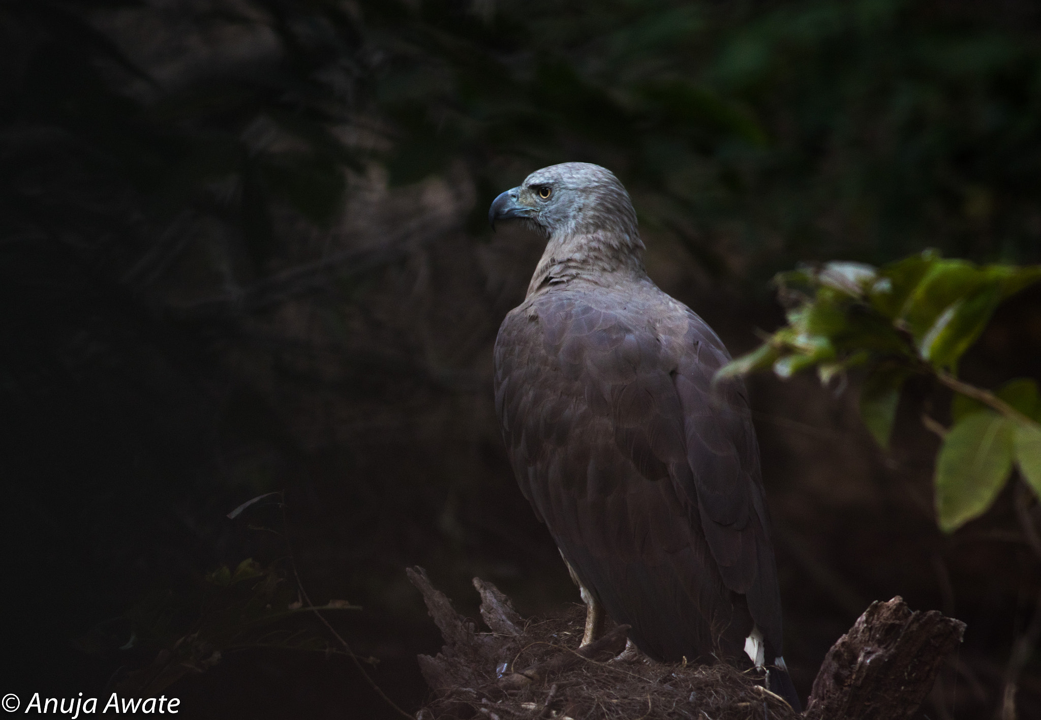 Canon EOS 80D sample photo. Grey headed fish eagle photography