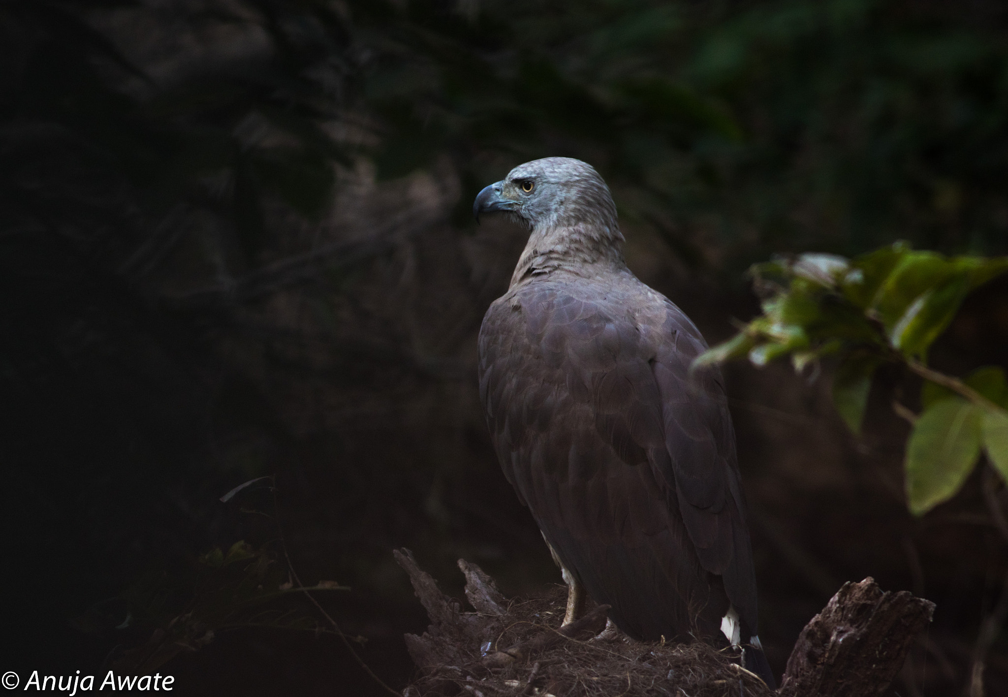 Canon EOS 80D + Canon EF 400mm F5.6L USM sample photo. Grey headed fish eagle photography