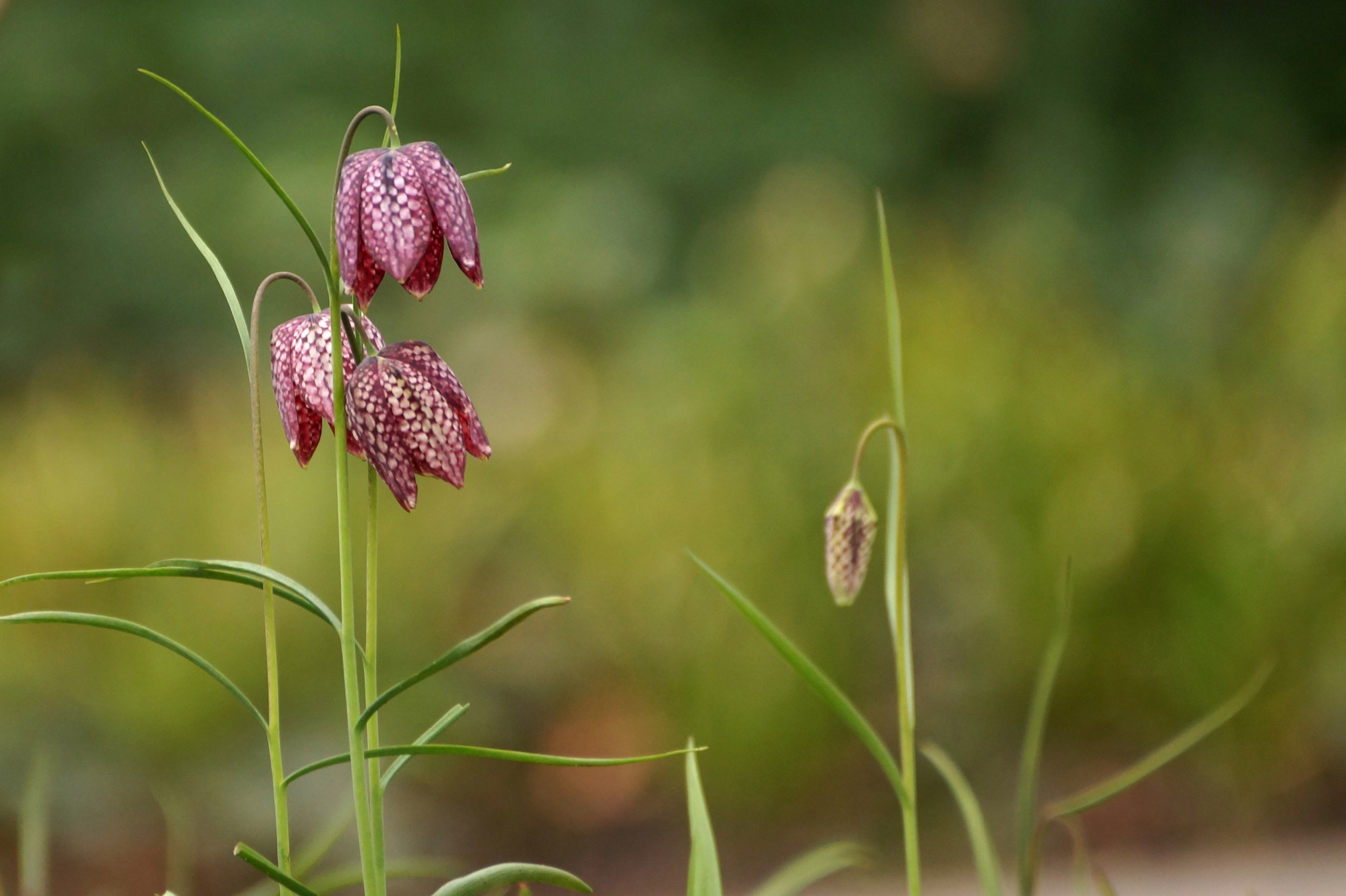 Sony DT 55-300mm F4.5-5.6 SAM sample photo. Fritillaria meleagris - szachownica kostkowata photography