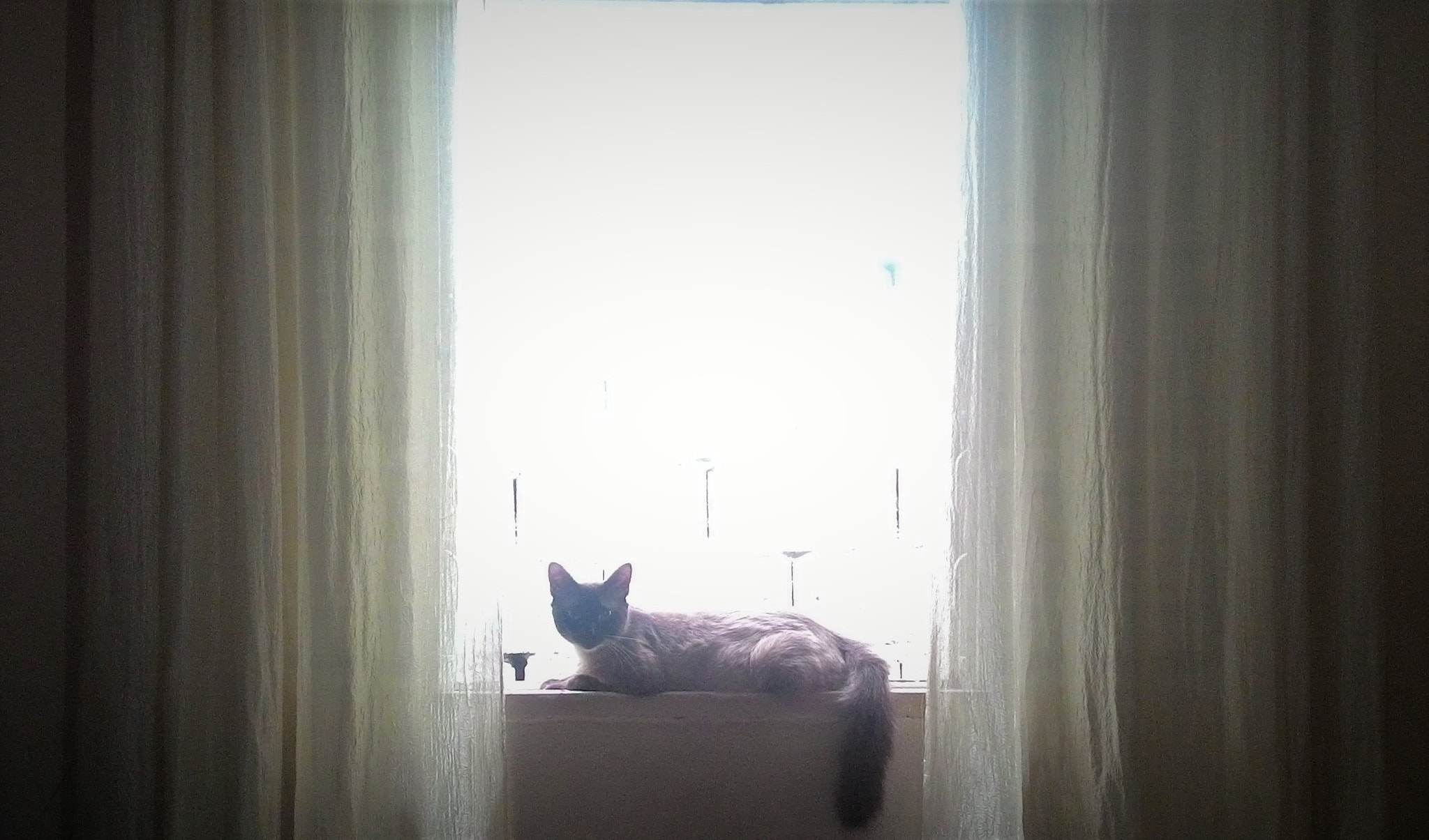 ASUS T00J sample photo. Window stillness photography