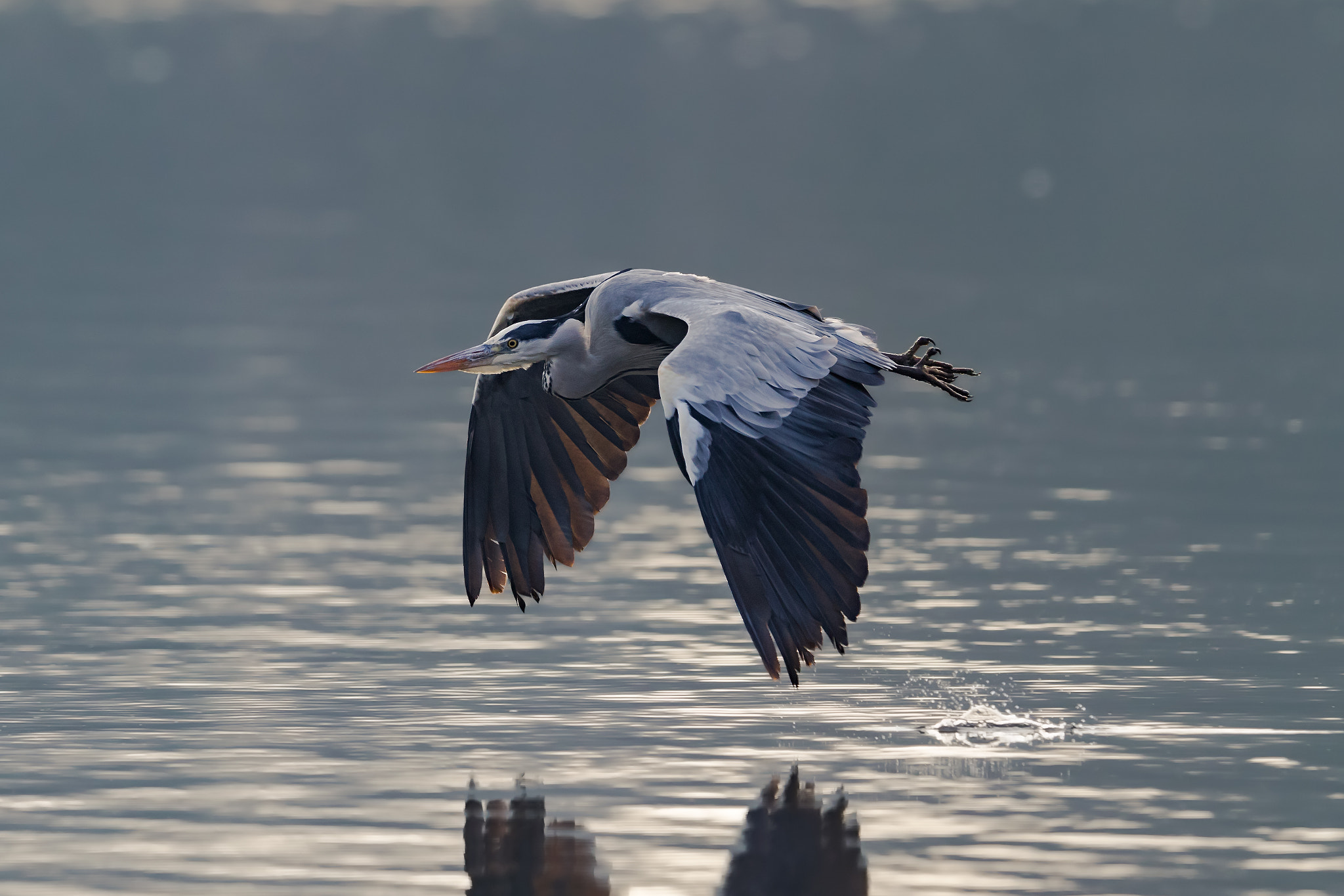 Canon EOS-1D X Mark II + Canon EF 400mm F2.8L IS II USM sample photo. Grey heron photography