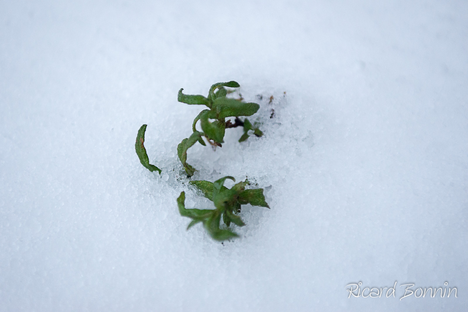 Nikon D610 + Sigma 24-70mm F2.8 EX DG Macro sample photo. Cold photography