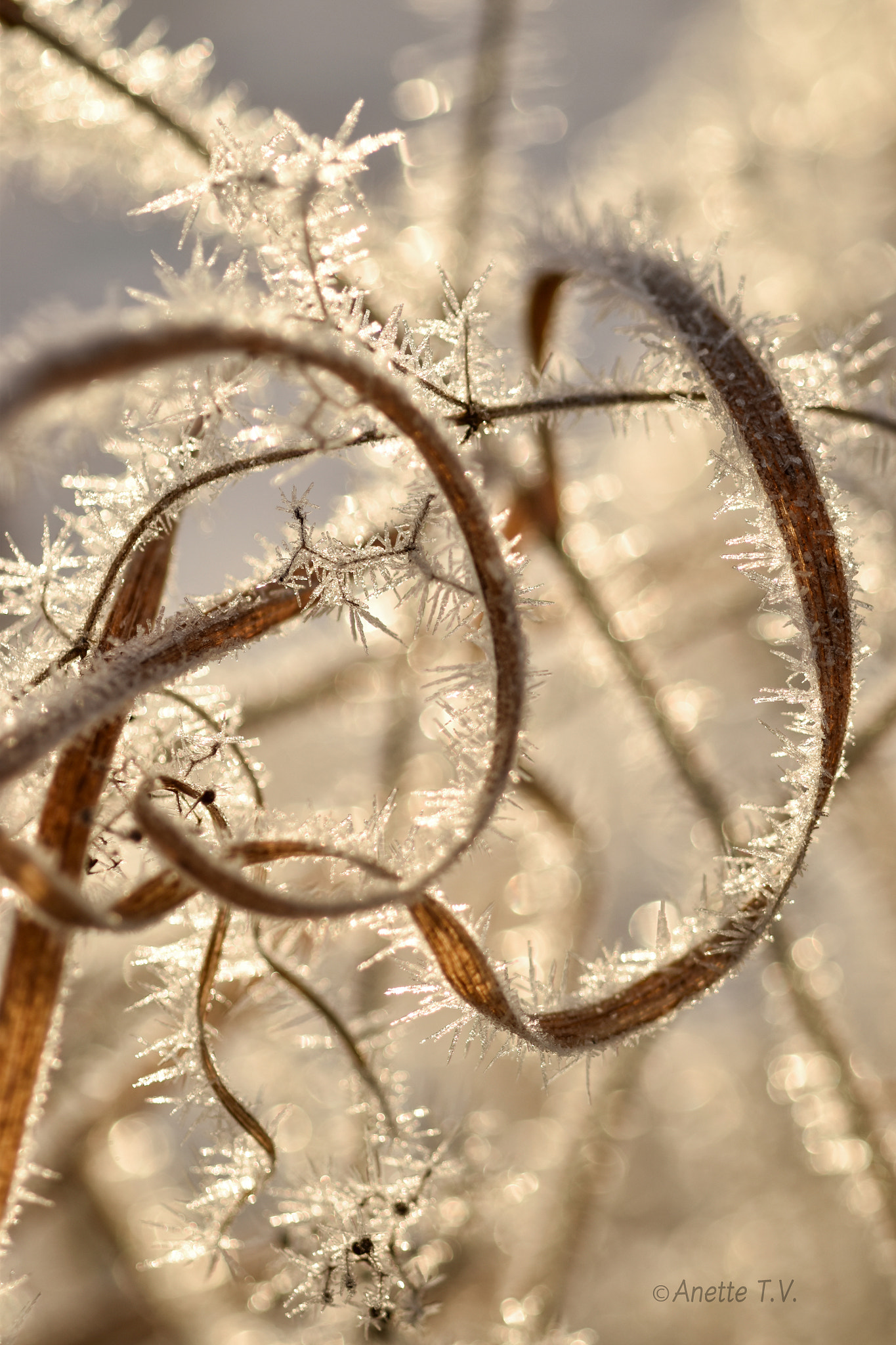 Nikon AF-S Micro-Nikkor 105mm F2.8G IF-ED VR sample photo. Golden ice.. photography