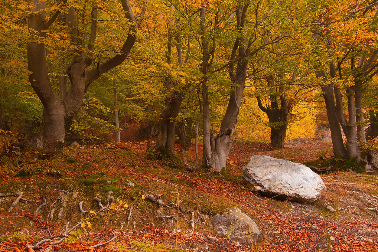 Olympus PEN E-P1 sample photo. Autumn forest 10 photography