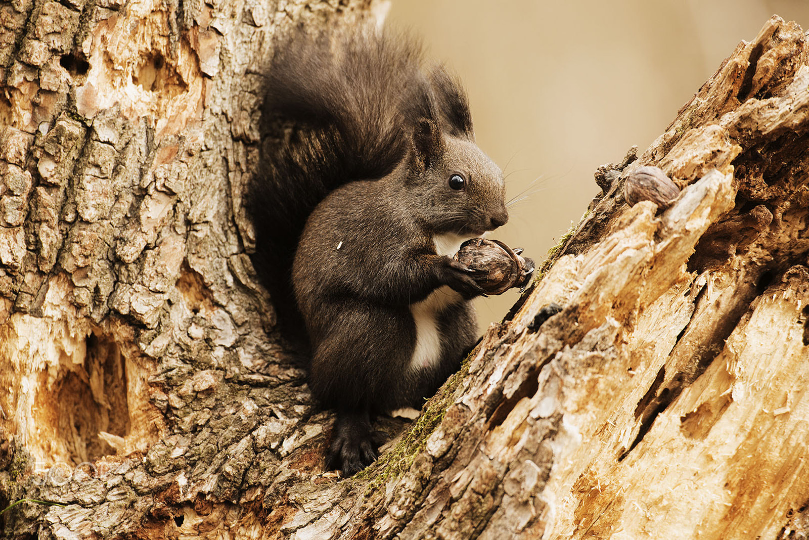 Nikon D800 + Nikon AF-S Nikkor 500mm F4G ED VR sample photo. Snake photography