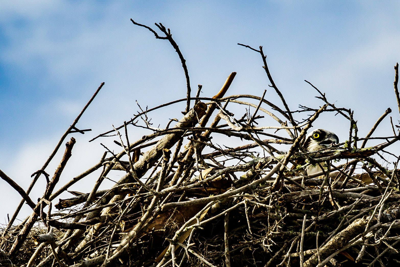 Canon EOS 760D (EOS Rebel T6s / EOS 8000D) sample photo. Osprey nesting - everglades national park photography