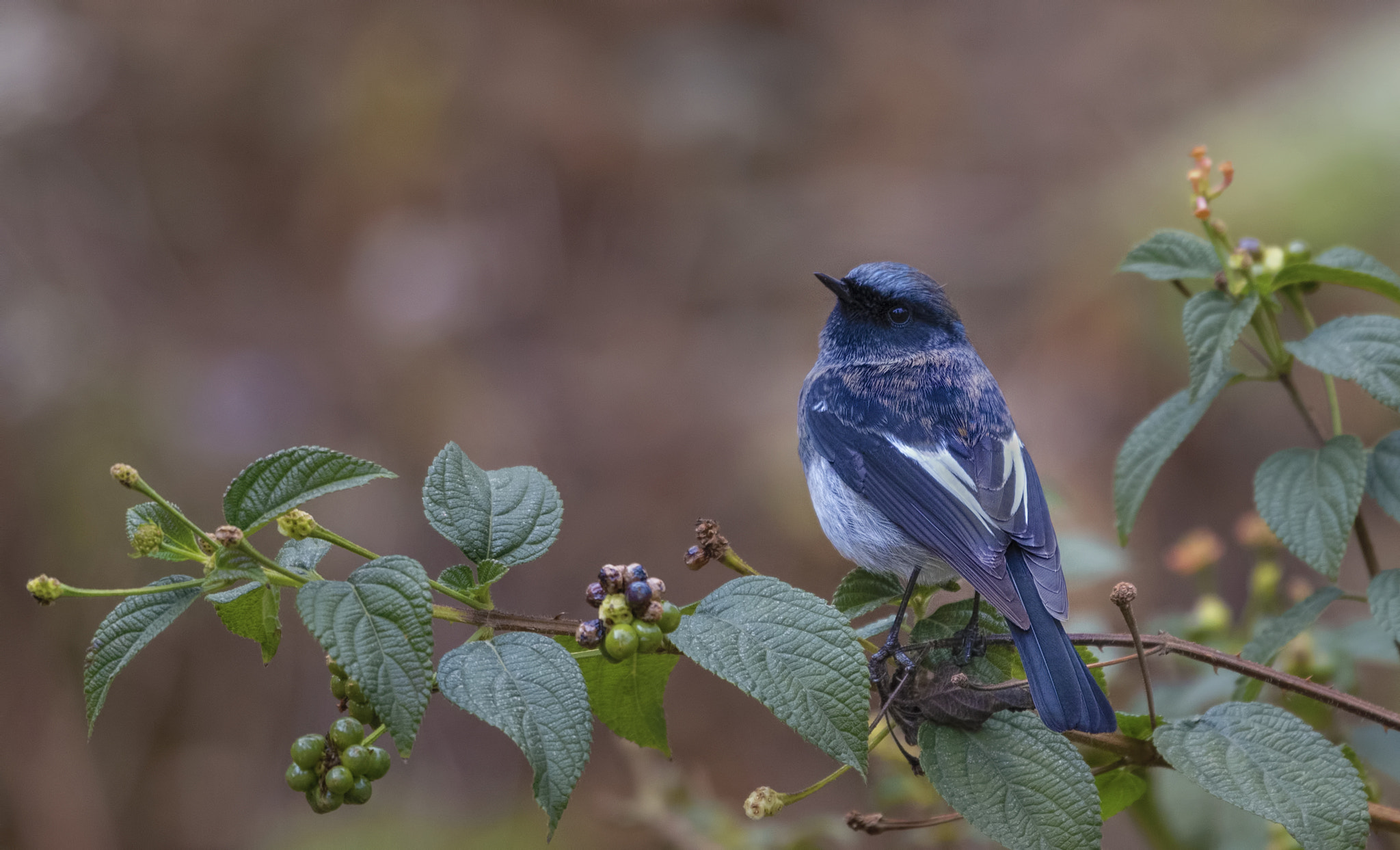 Nikon D750 + Nikon AF-S Nikkor 500mm F4G ED VR sample photo. Blue capped redstart photography