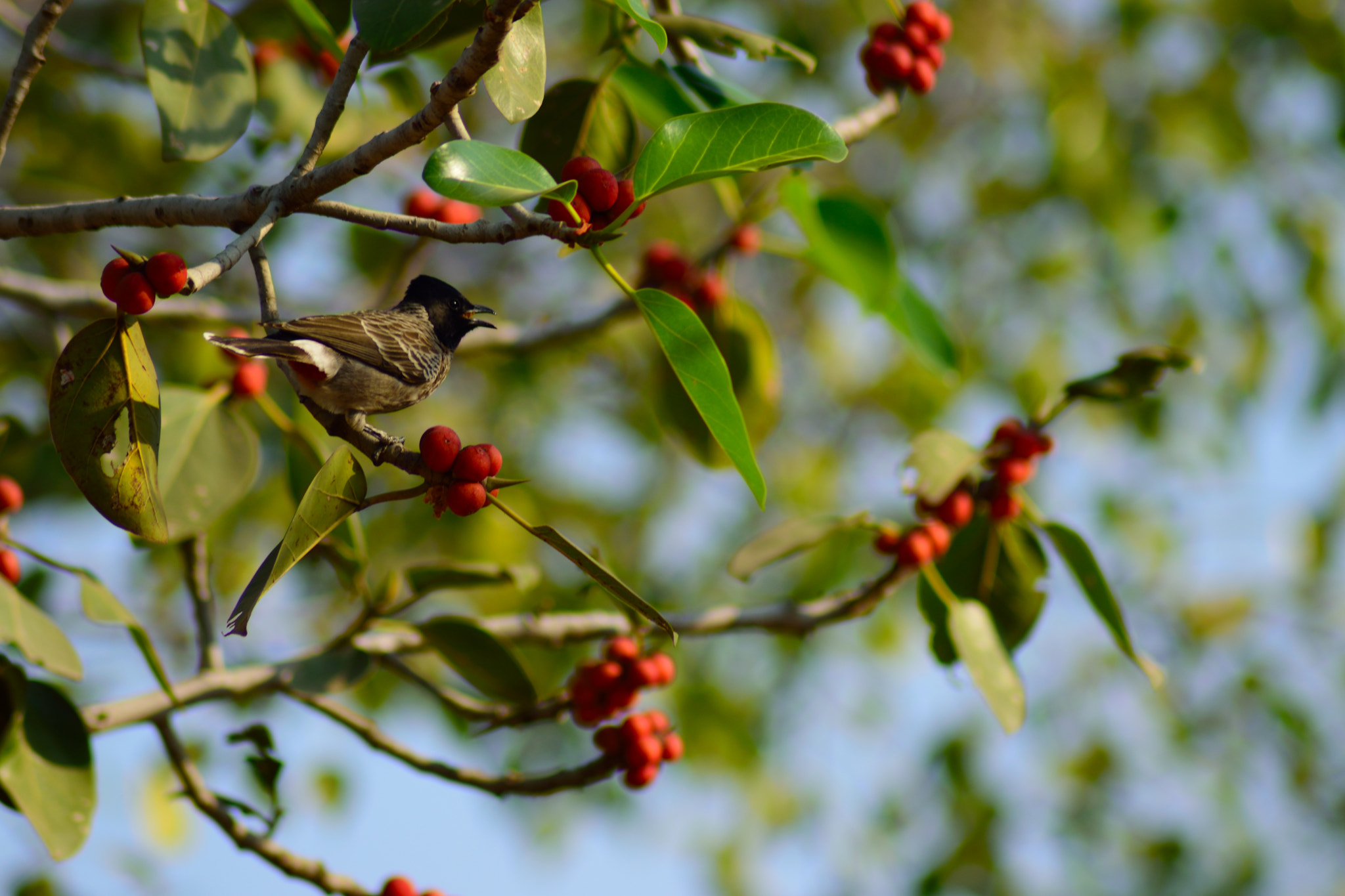 Nikon AF Nikkor 70-300mm F4-5.6G sample photo. Sooty-headed bulbul eating fruit photography