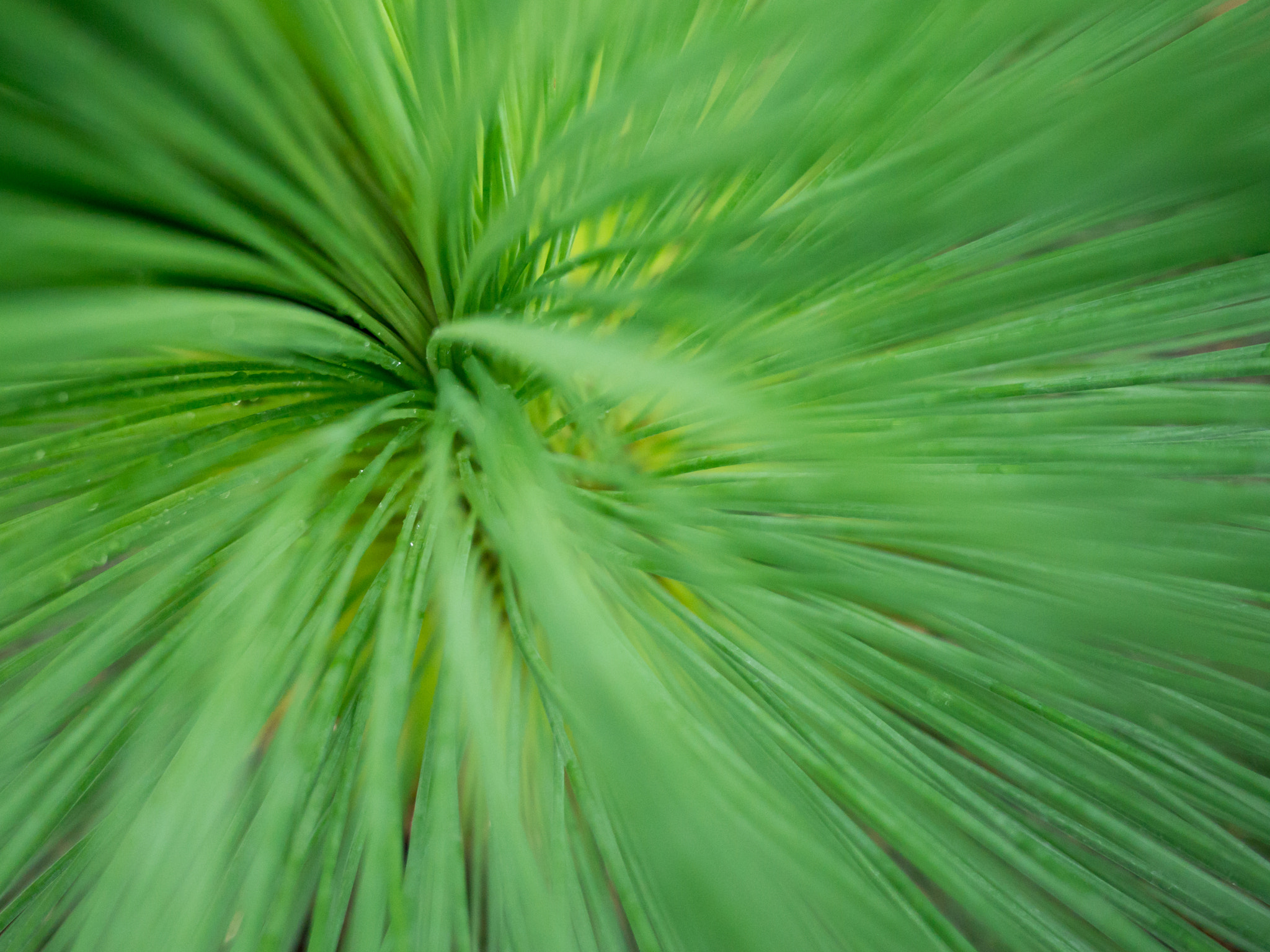 LUMIX G 20/F1.7 II sample photo. Grass warp photography