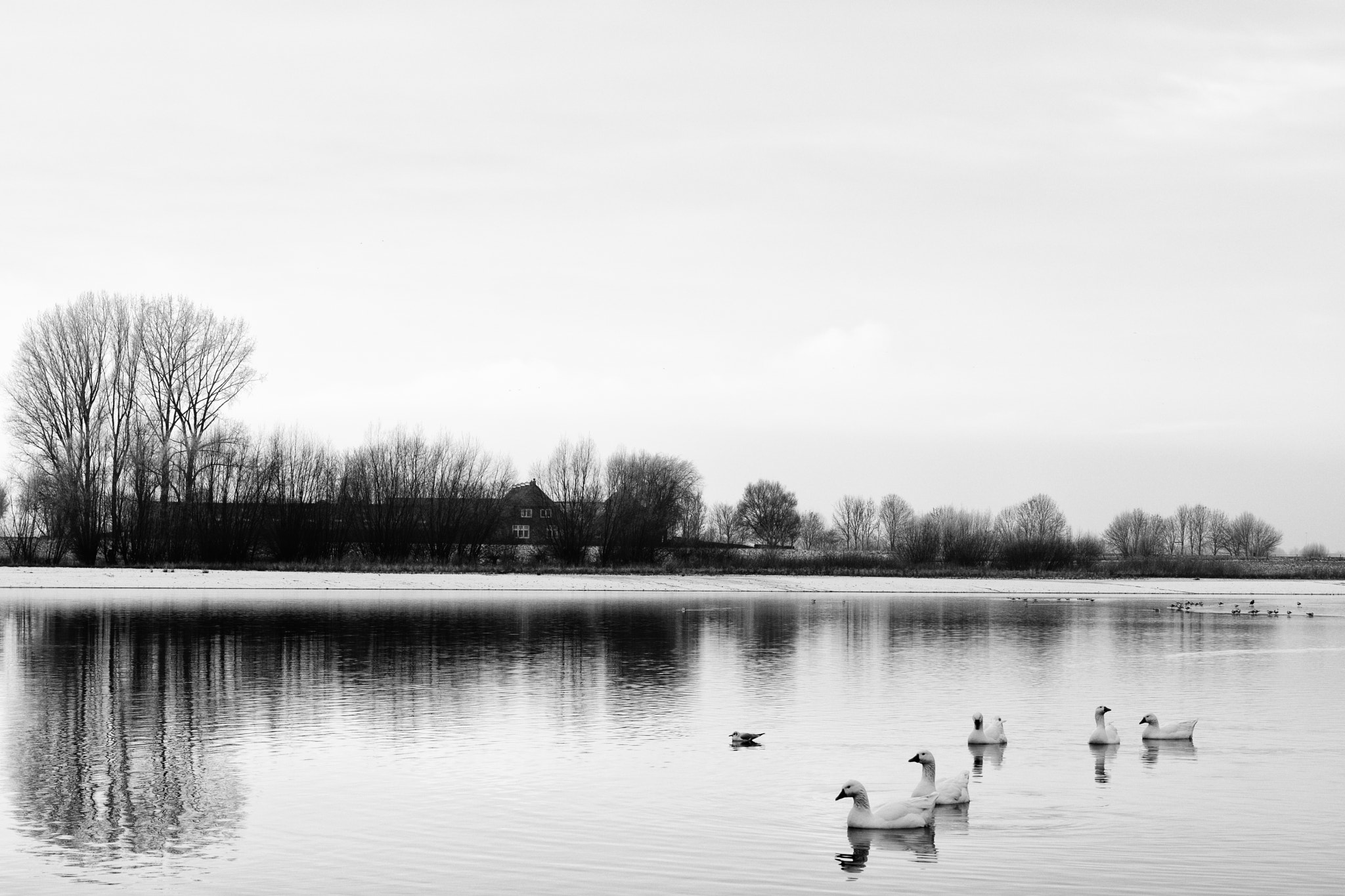 Sony a6300 + Sony Sonnar T* FE 55mm F1.8 ZA sample photo. Reflections, weerdseweg, wilp, the netherlands photography