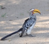 Nikon D90 sample photo. Yellow billed hornbill photography