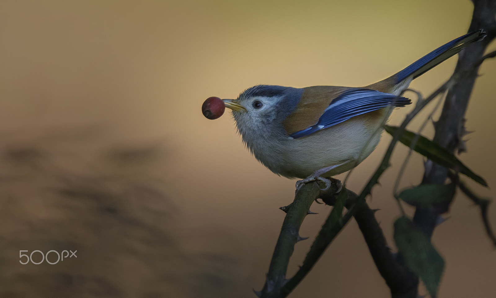 Nikon D750 + Nikon AF-S Nikkor 500mm F4G ED VR sample photo. Blue-winged minla photography