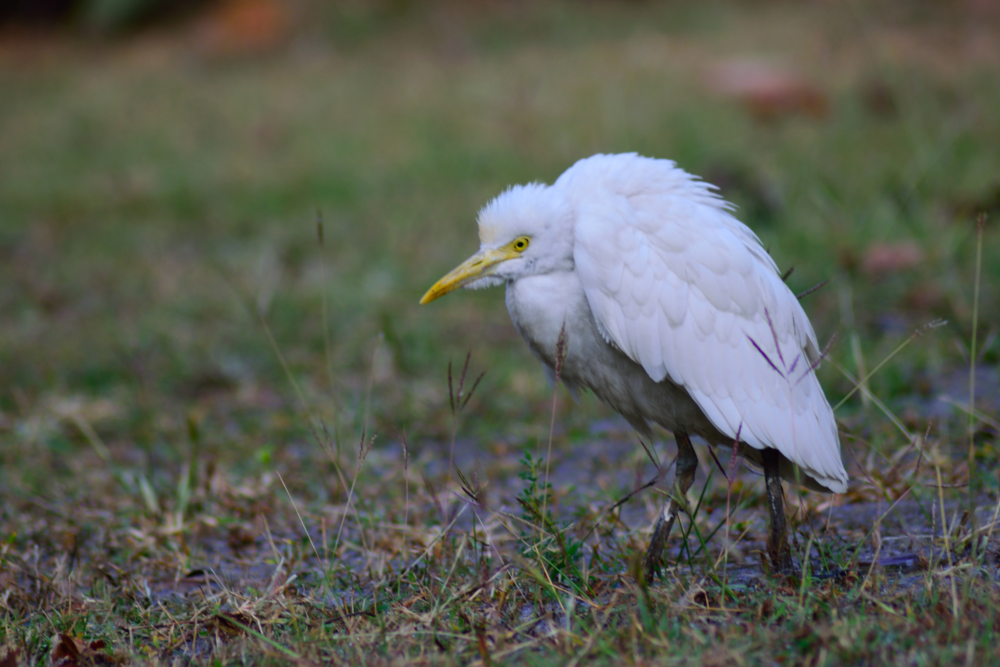 Nikon AF Nikkor 70-300mm F4-5.6G sample photo