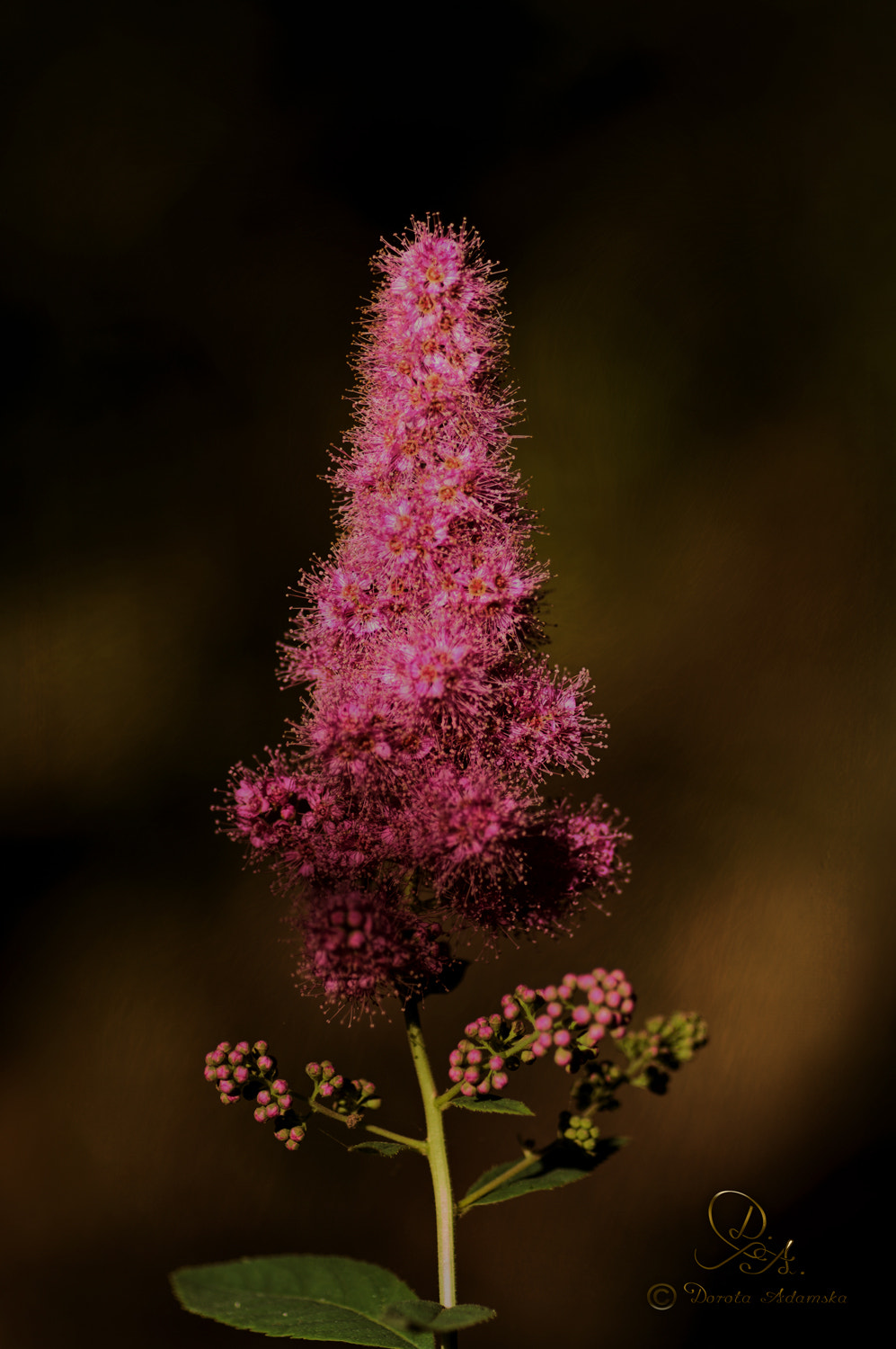 Pentax K20D + Pentax smc D-FA 100mm F2.8 macro sample photo. .......... photography