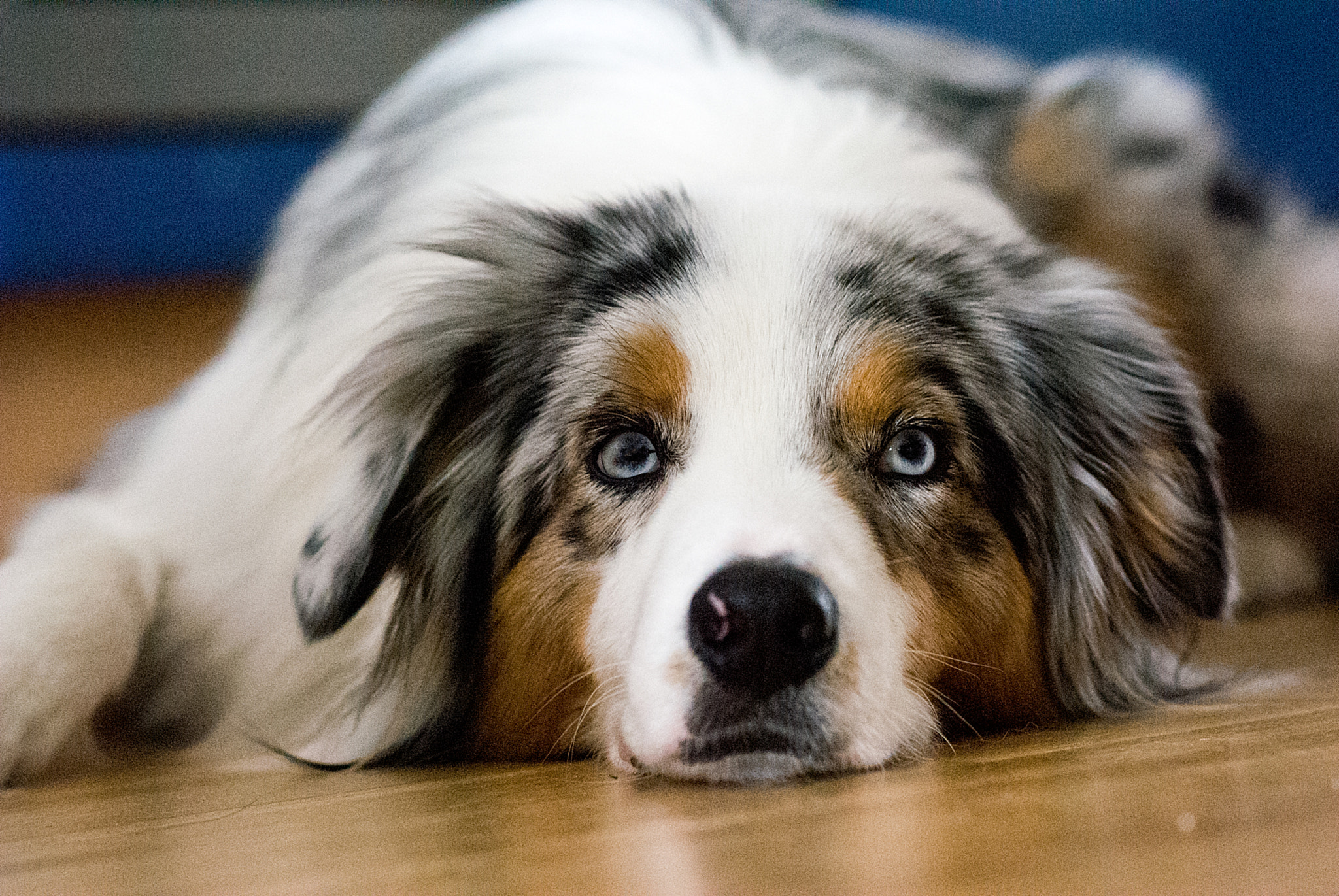 Nikon D3000 + Nikon AF-S Nikkor 85mm F1.8G sample photo. Waiting dog photography