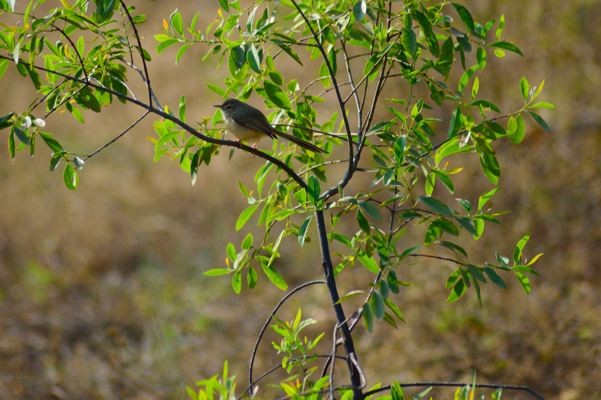 Nikon AF Nikkor 70-300mm F4-5.6G sample photo