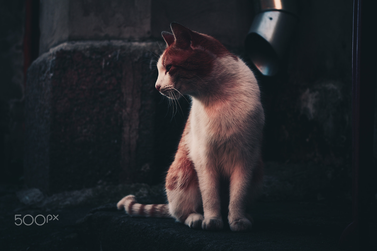 Canon EOS 650D (EOS Rebel T4i / EOS Kiss X6i) sample photo. Hunter of mice photography