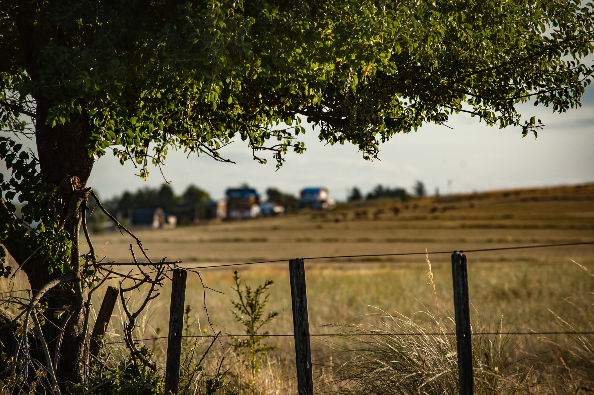 Nikon D70 sample photo. Tree photography