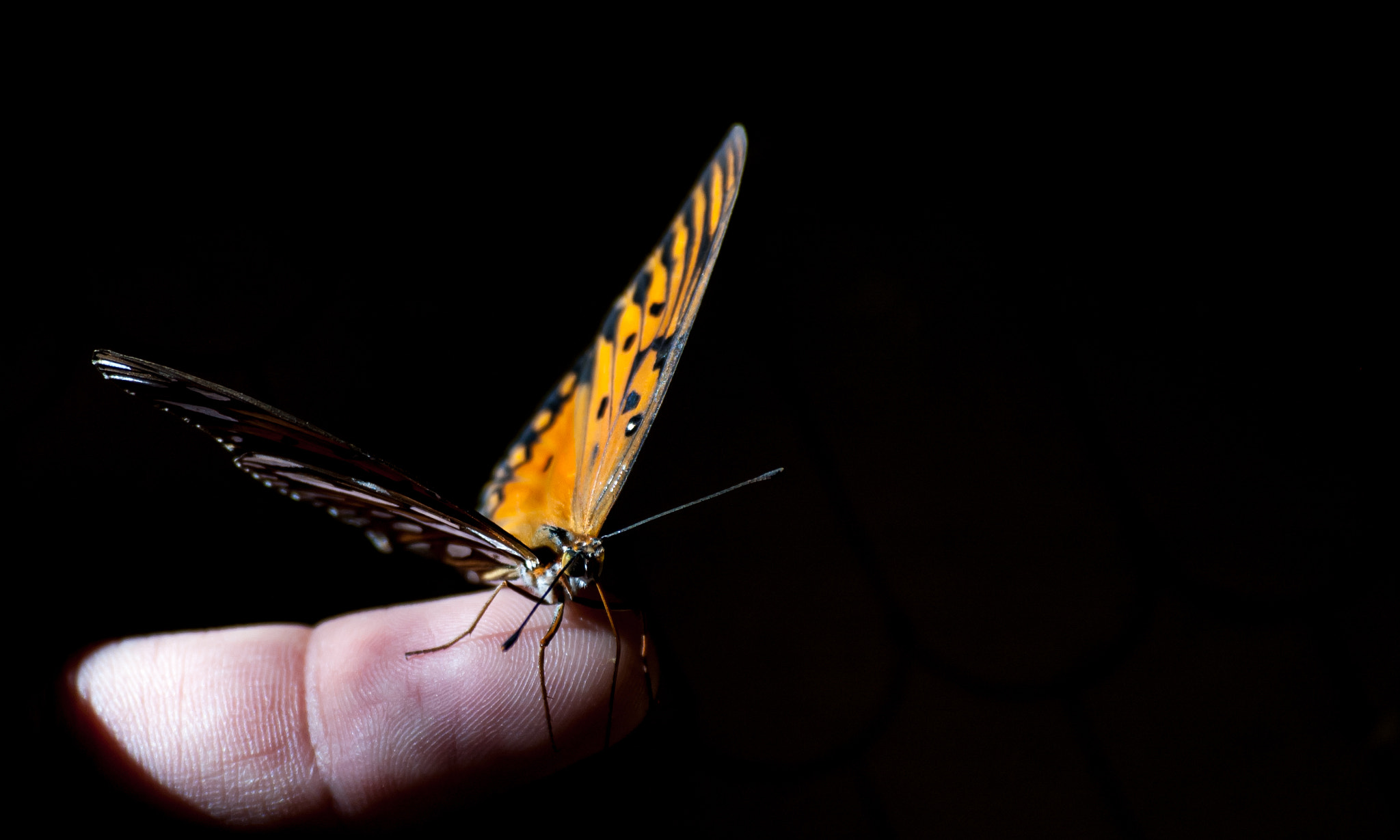 Nikon D70 sample photo. Butterfriend photography