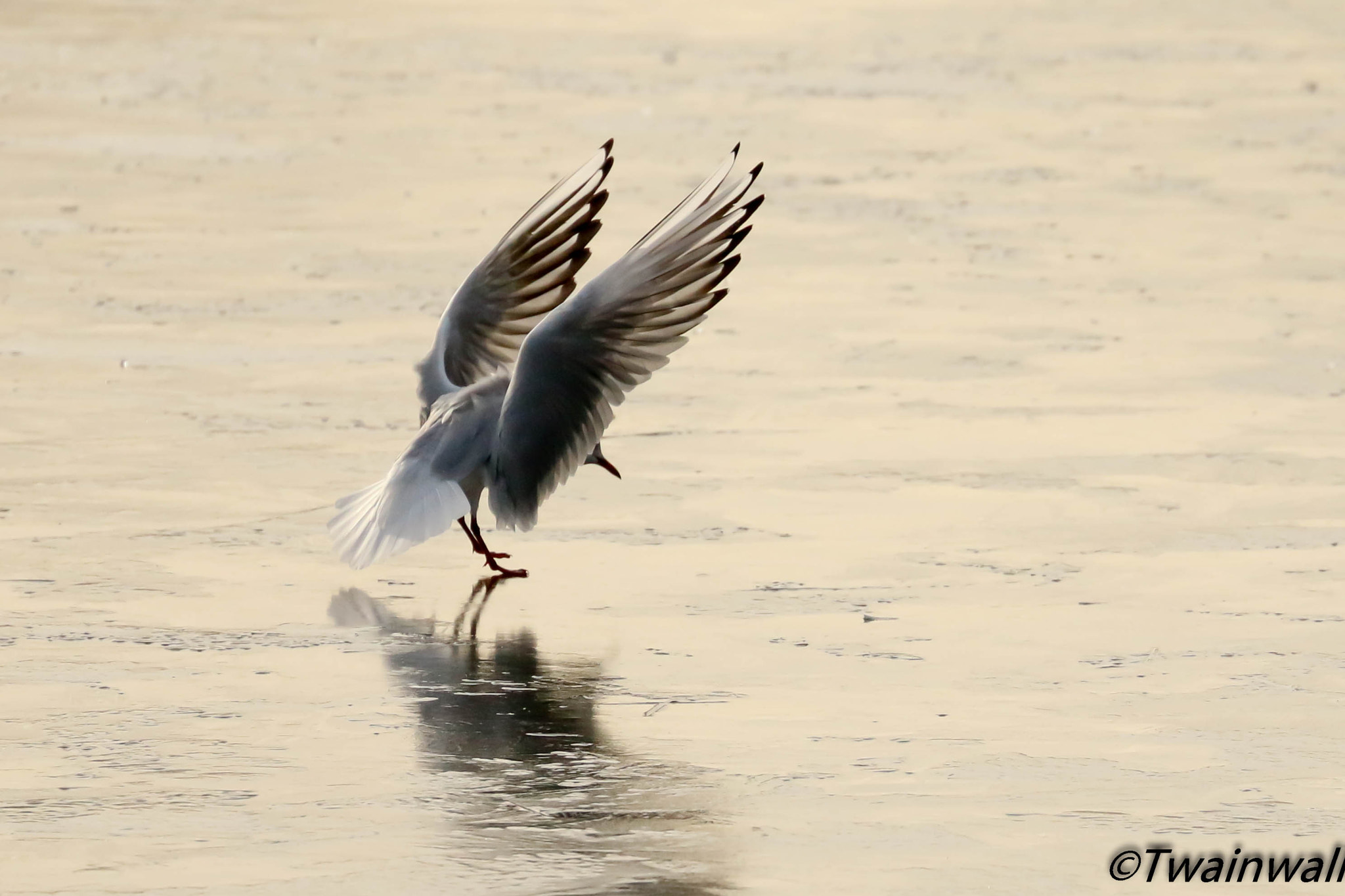 Canon EF 70-300mm F4-5.6L IS USM sample photo. Black headed gull photography