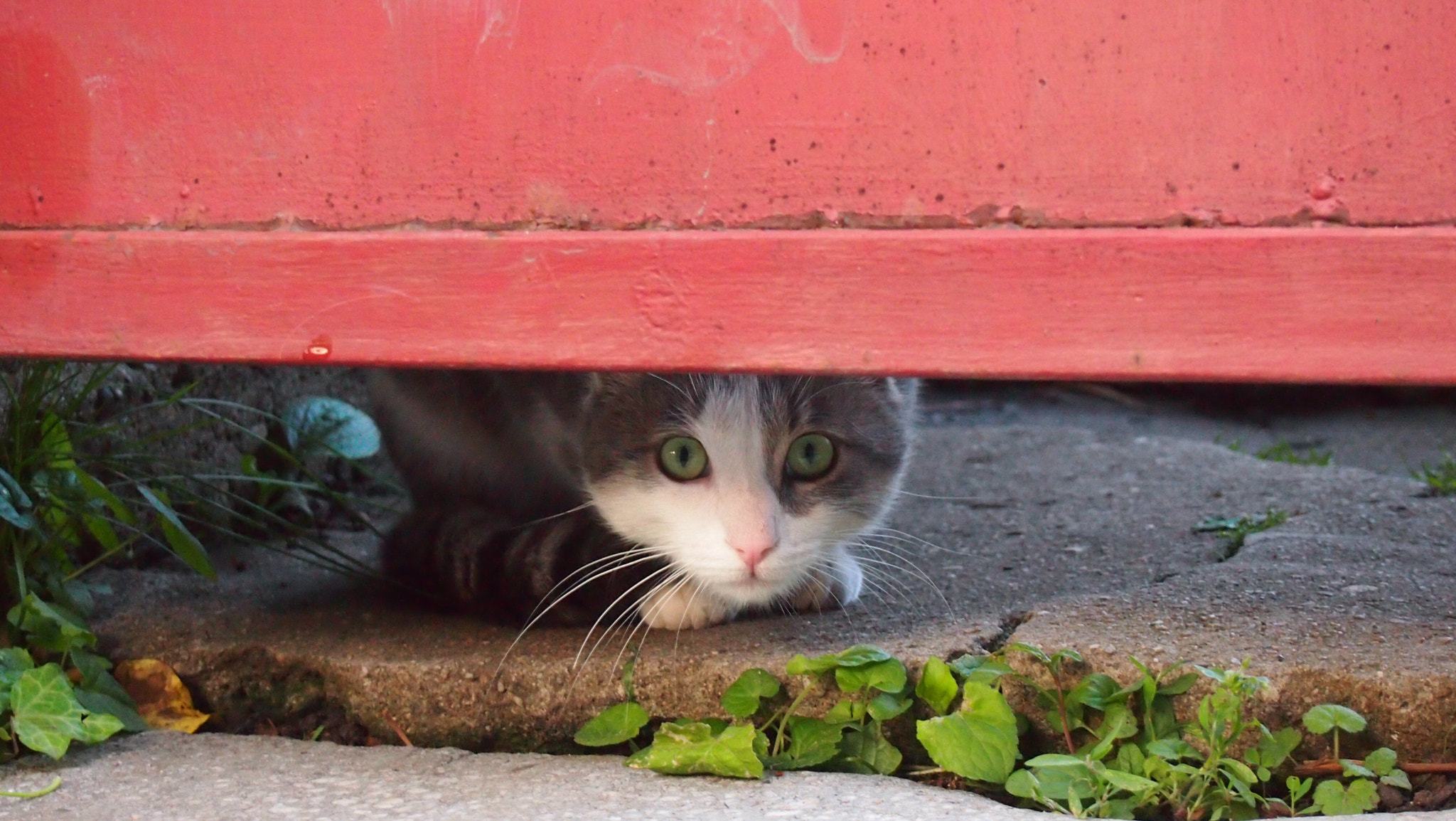 Olympus PEN E-PM1 sample photo. Hello there... photography