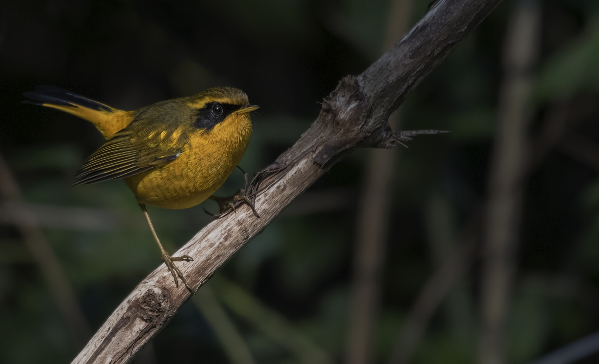 Nikon D750 + Nikon AF-S Nikkor 500mm F4G ED VR sample photo. Golden bush robin photography