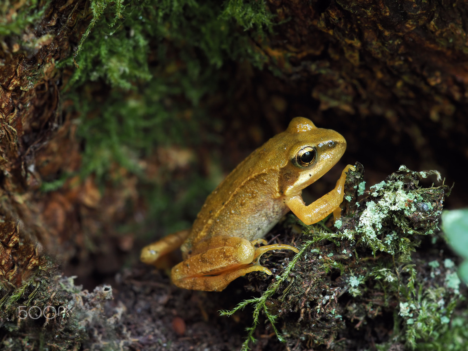 Olympus OM-D E-M5 II + Sigma 150mm F2.8 EX DG Macro HSM sample photo. Tree frog photography