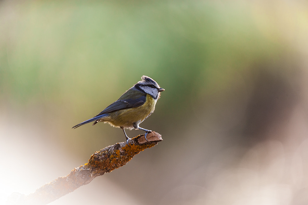 Sigma 50-500mm F4.5-6.3 DG OS HSM sample photo. Hererillo photography