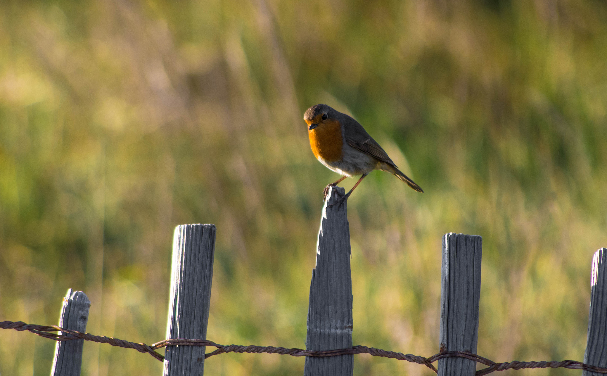 HD Pentax DA 55-300mm F4.0-5.8 ED WR sample photo. Pettirosso photography