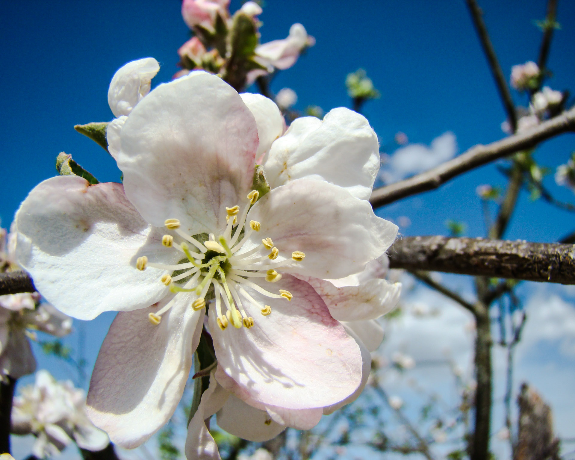 Sony DSC-H7 sample photo. Spring is comming  photography