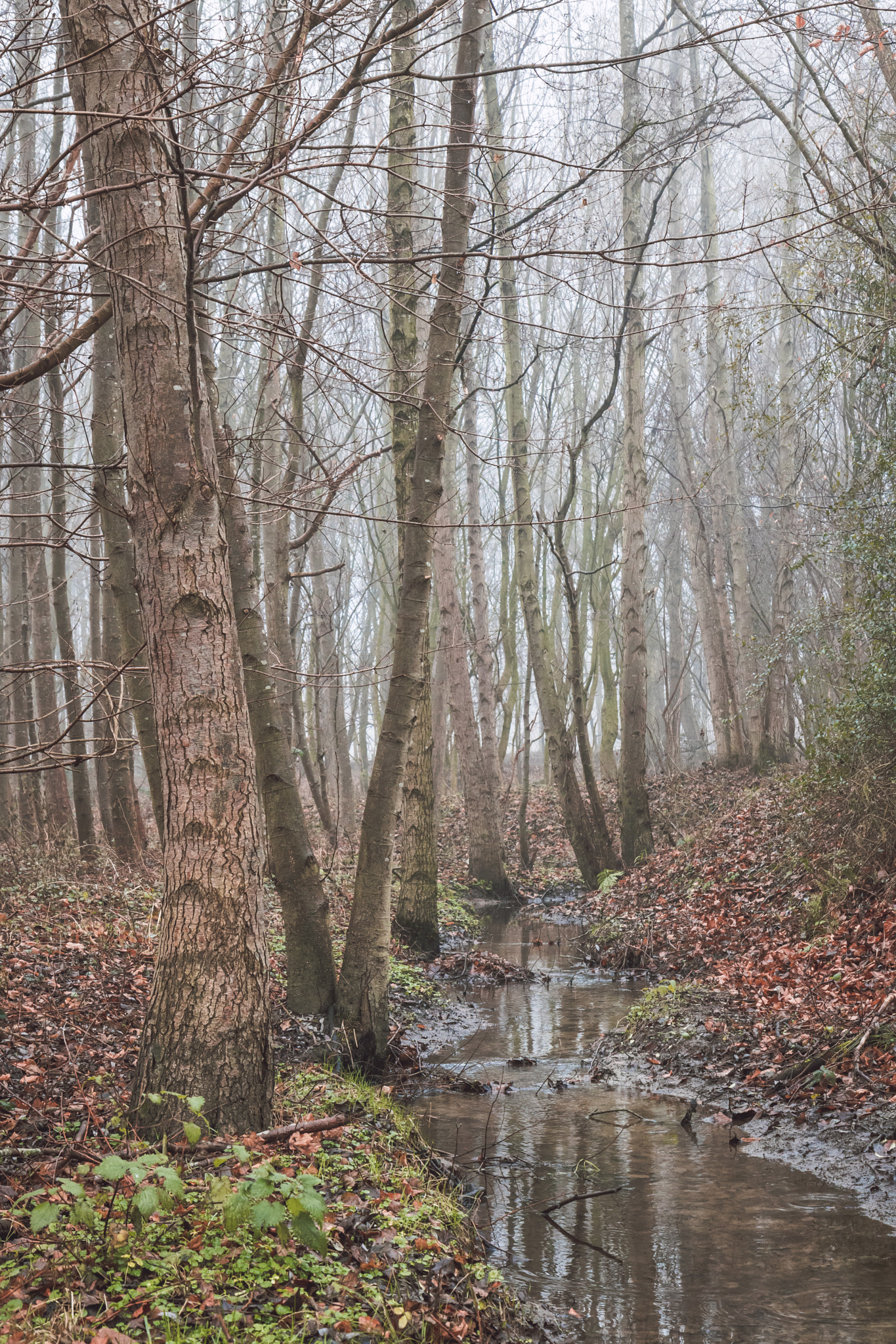 Canon EOS 750D (EOS Rebel T6i / EOS Kiss X8i) sample photo. Stream photography