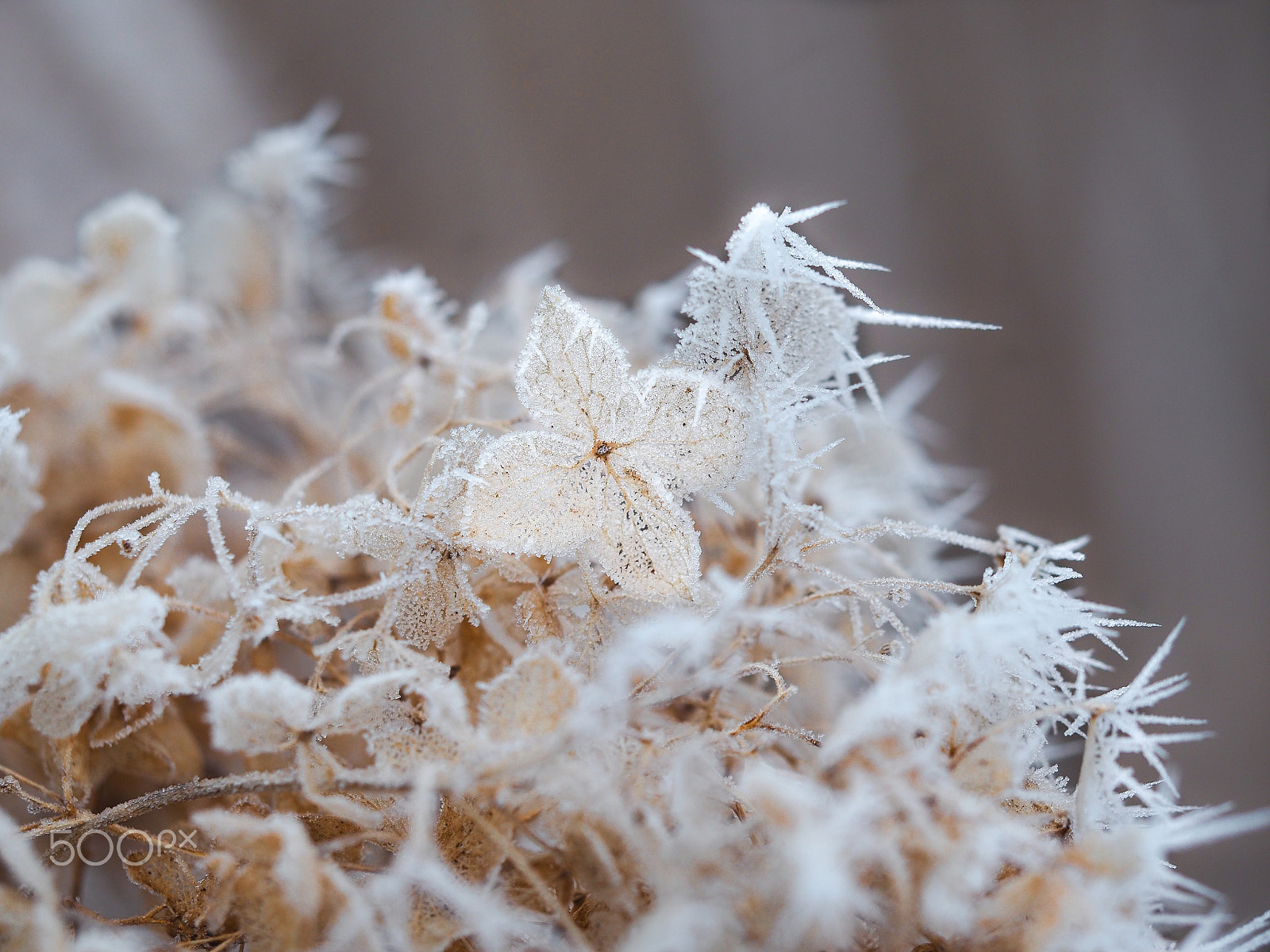Olympus M.Zuiko Digital ED 60mm F2.8 Macro sample photo. Wonders of nature photography