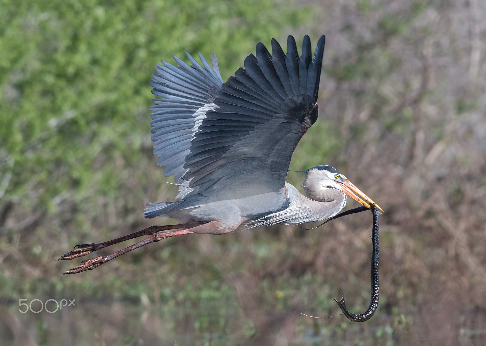 Nikon D500 sample photo. Fight in flight photography