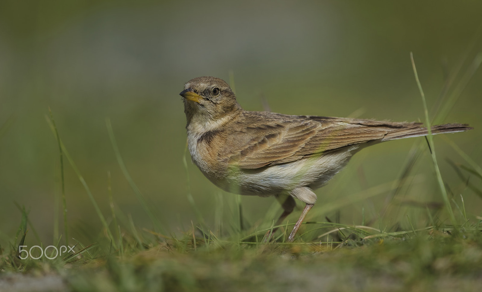 Nikon D810 + Nikon AF-S Nikkor 500mm F4G ED VR sample photo. Hume's short toed lark photography