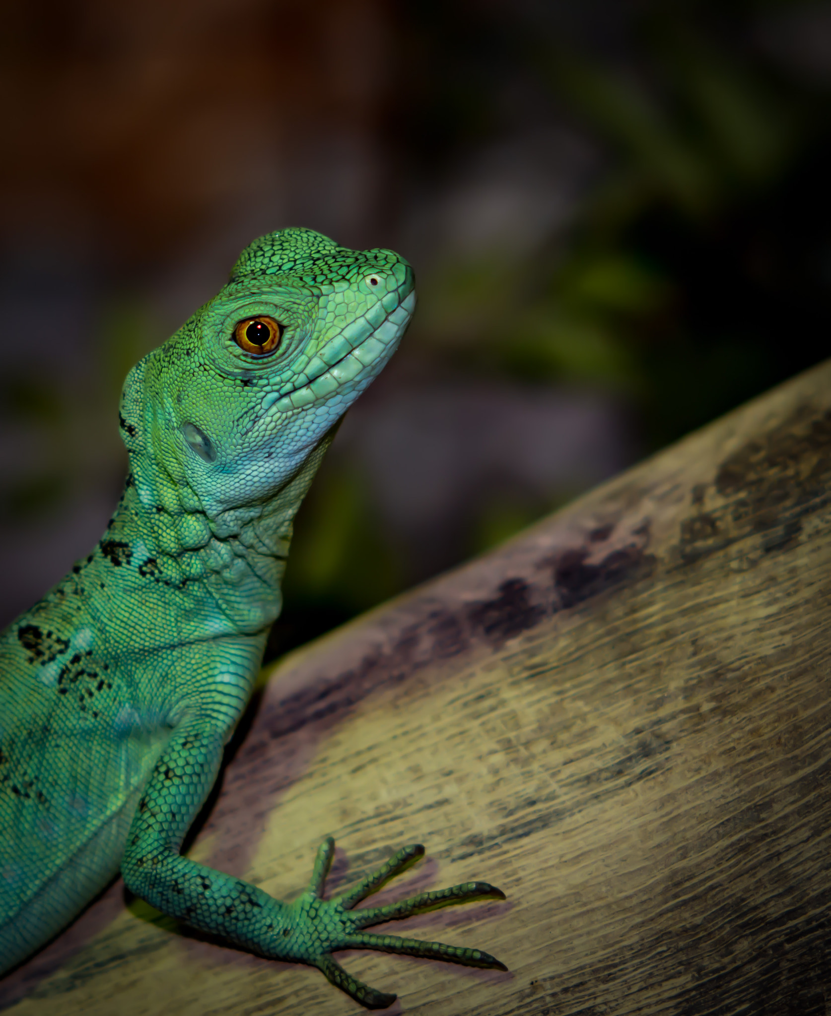 Nikon D800 sample photo. A green critter photography