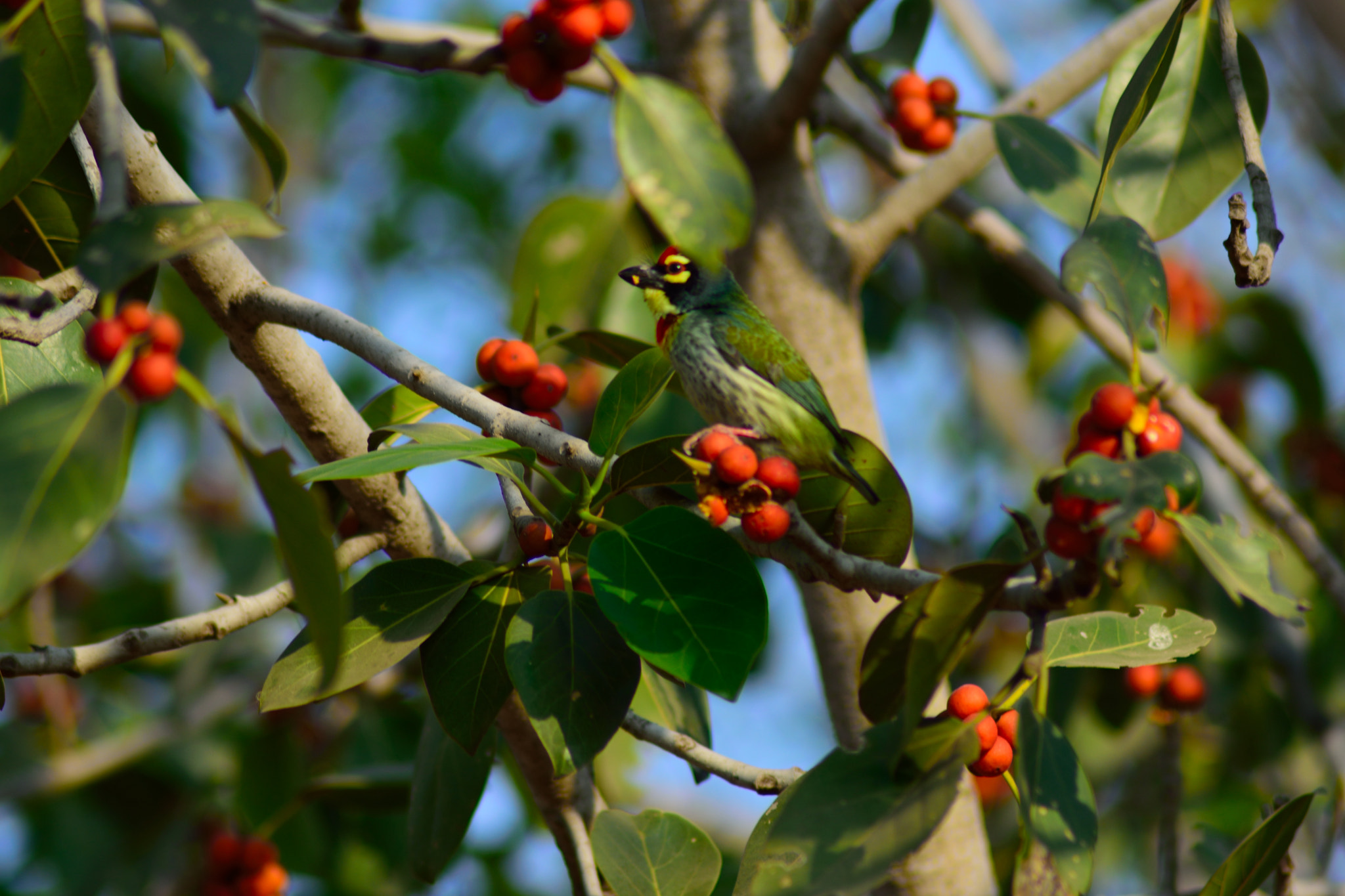 Nikon AF Nikkor 70-300mm F4-5.6G sample photo. Camouflage photography
