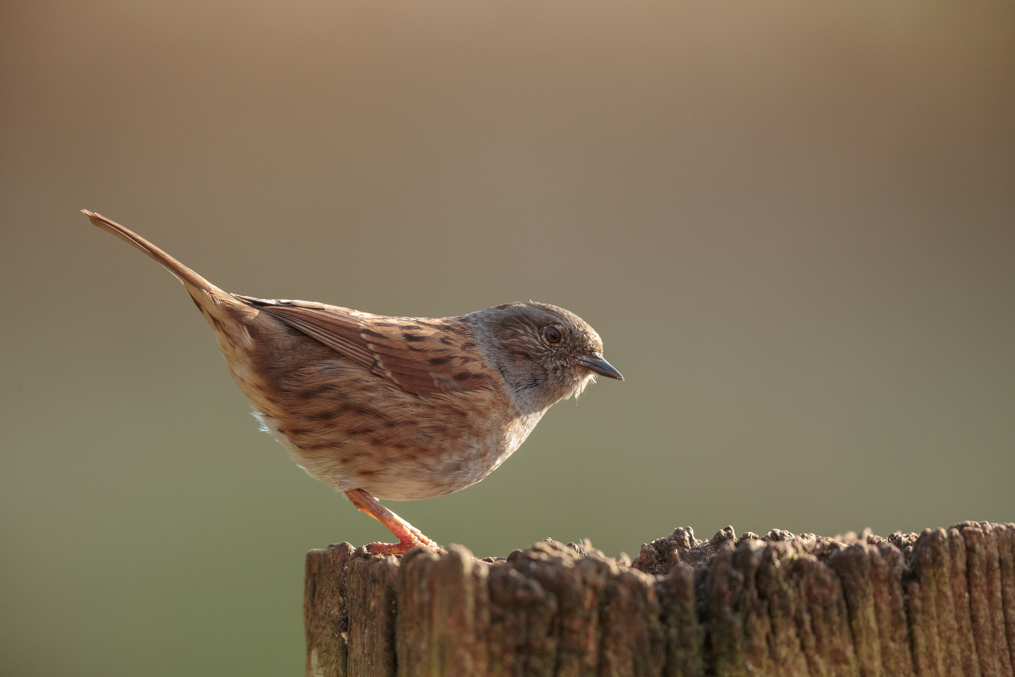 Canon EF 500mm F4L IS II USM sample photo. Dunnock photography